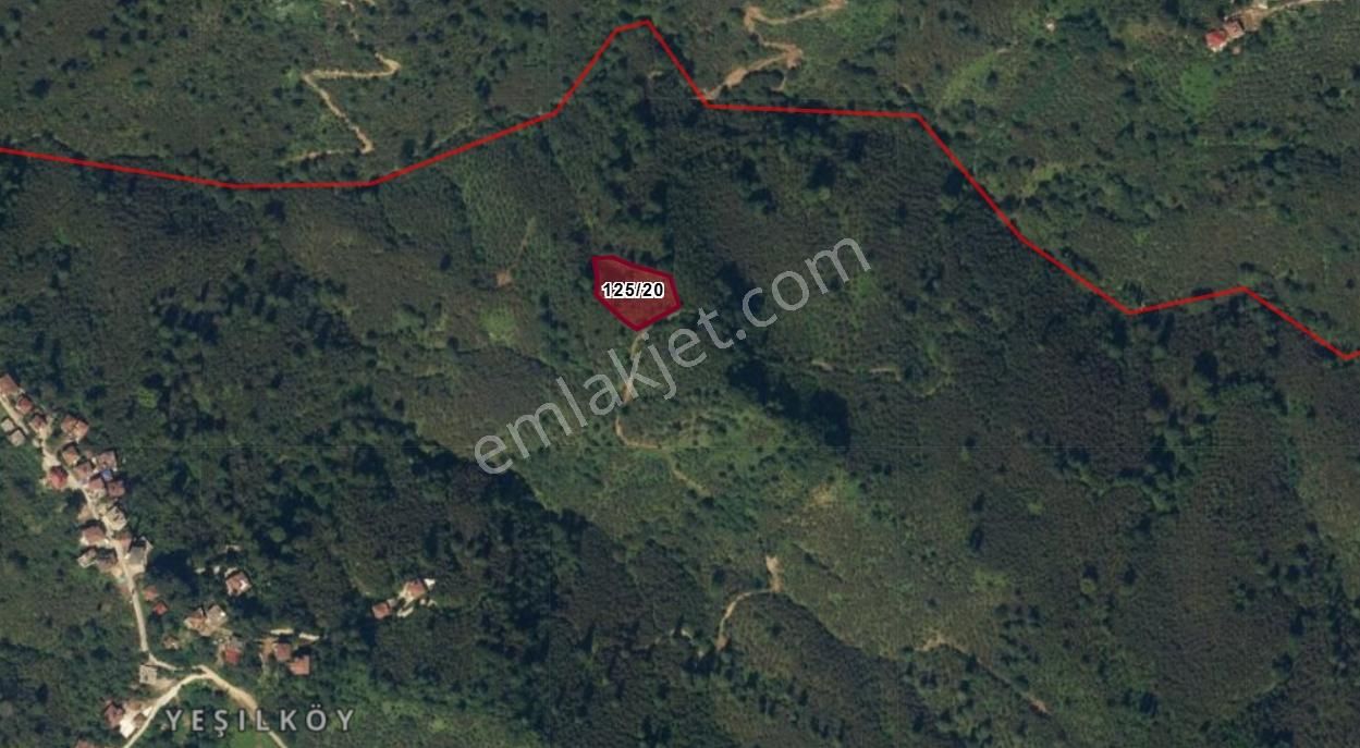 Ordu Perşembe Yalıköy'de Müstakil Tapulu Satılık Fındık Bahçesi