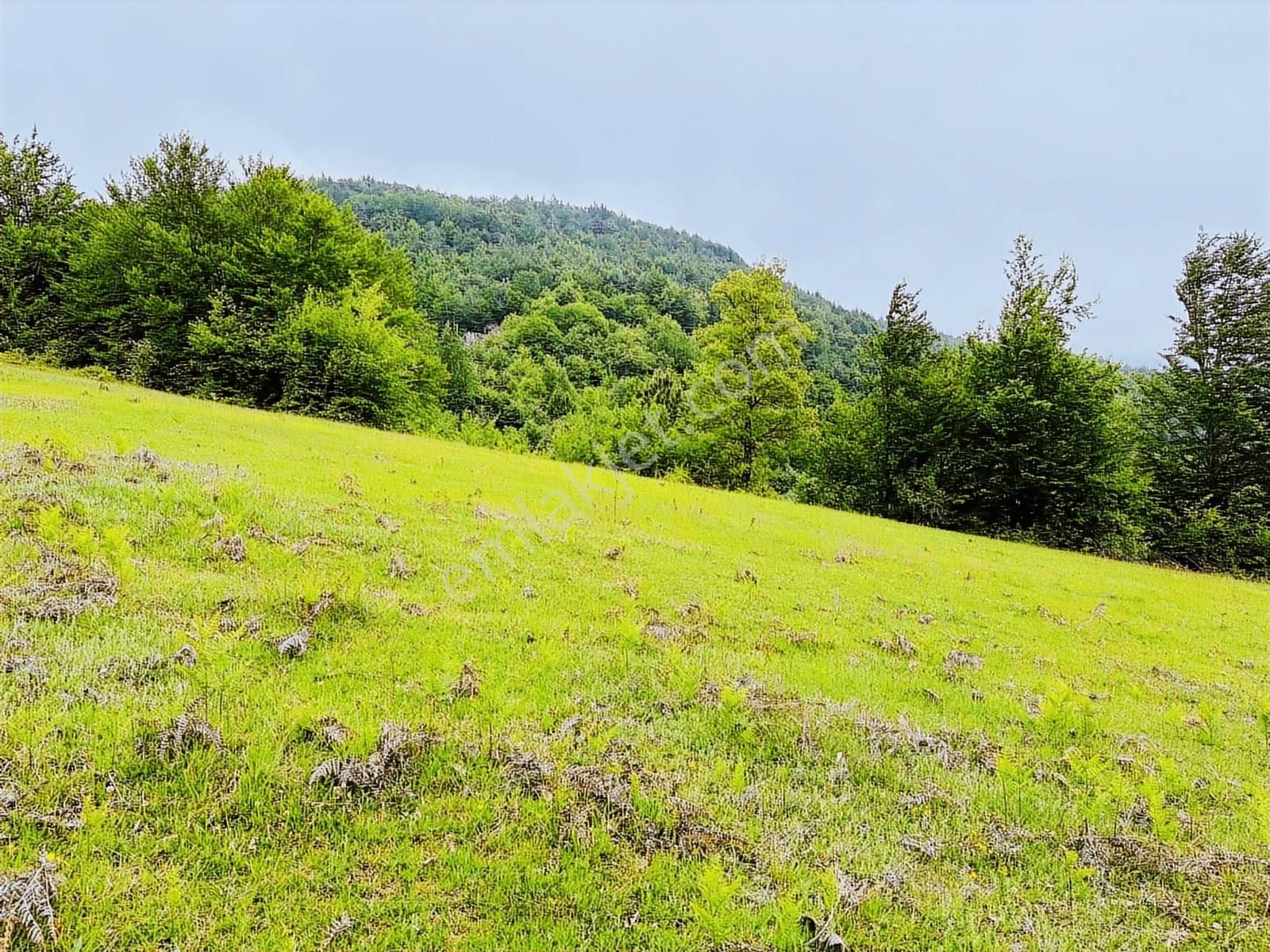 Atakum Şenyurt Köyünde 1000 M2 Doğa İçinde Fırsat Tarla - Görsel 7