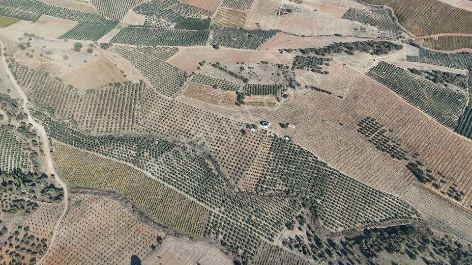 Tc Emlaktan Satılık 48 Dönüm Zeytinlik ! Elektrik Su - Görsel 9
