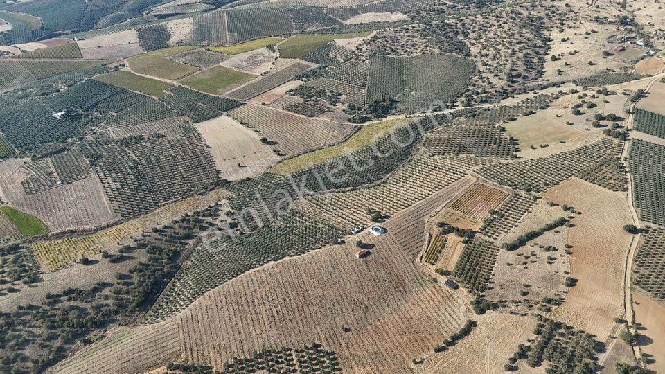 Tc Emlaktan Satılık 48 Dönüm Zeytinlik ! Elektrik Su - Görsel 5