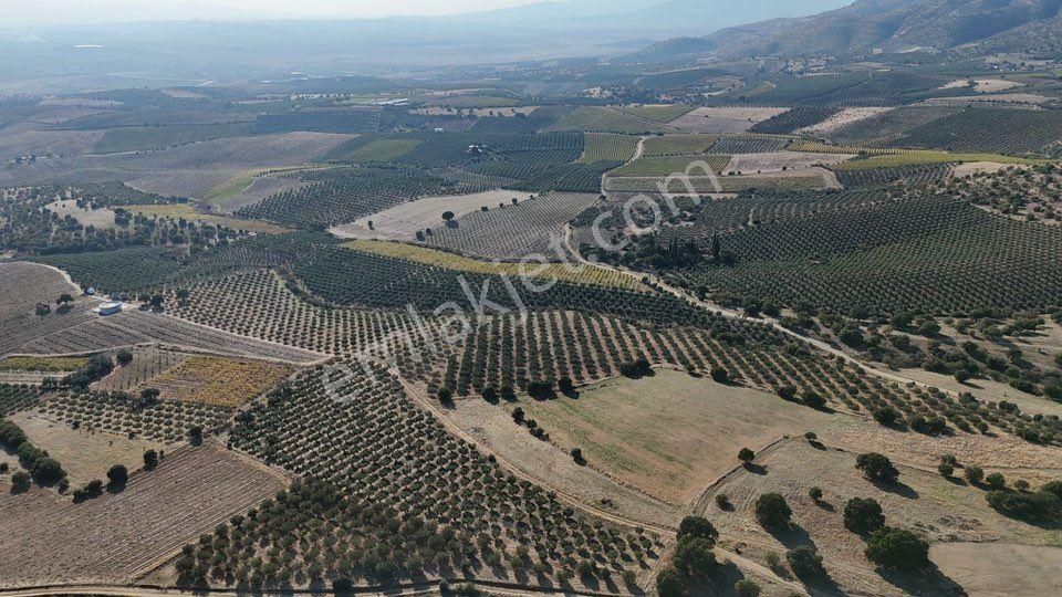 Tc Emlaktan Satılık 48 Dönüm Zeytinlik ! Elektrik Su - Görsel 12