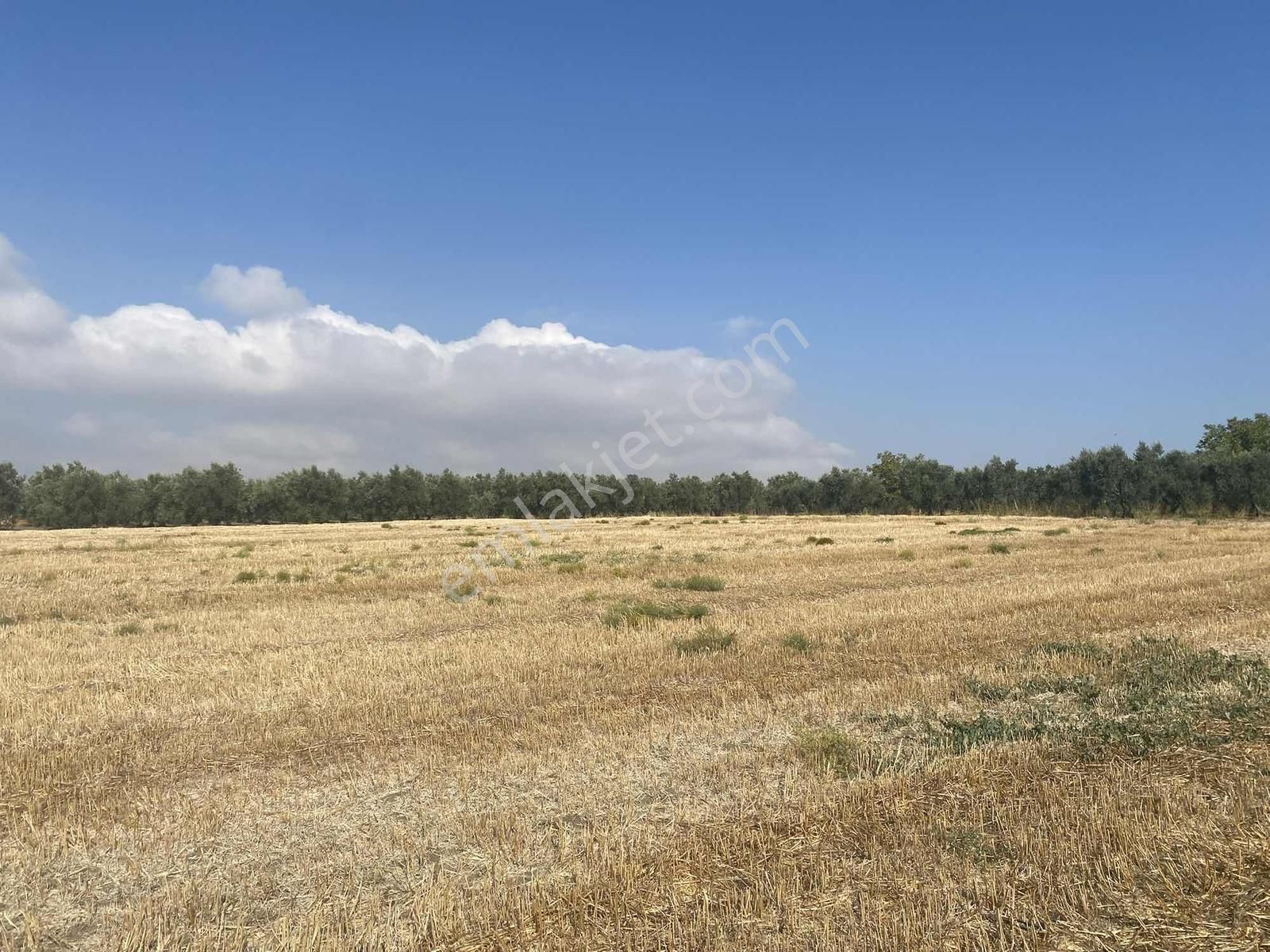 Bursa Karacabey Sultaniye Köye 300 Metre 3 Dönüm Tarla - Görsel 30