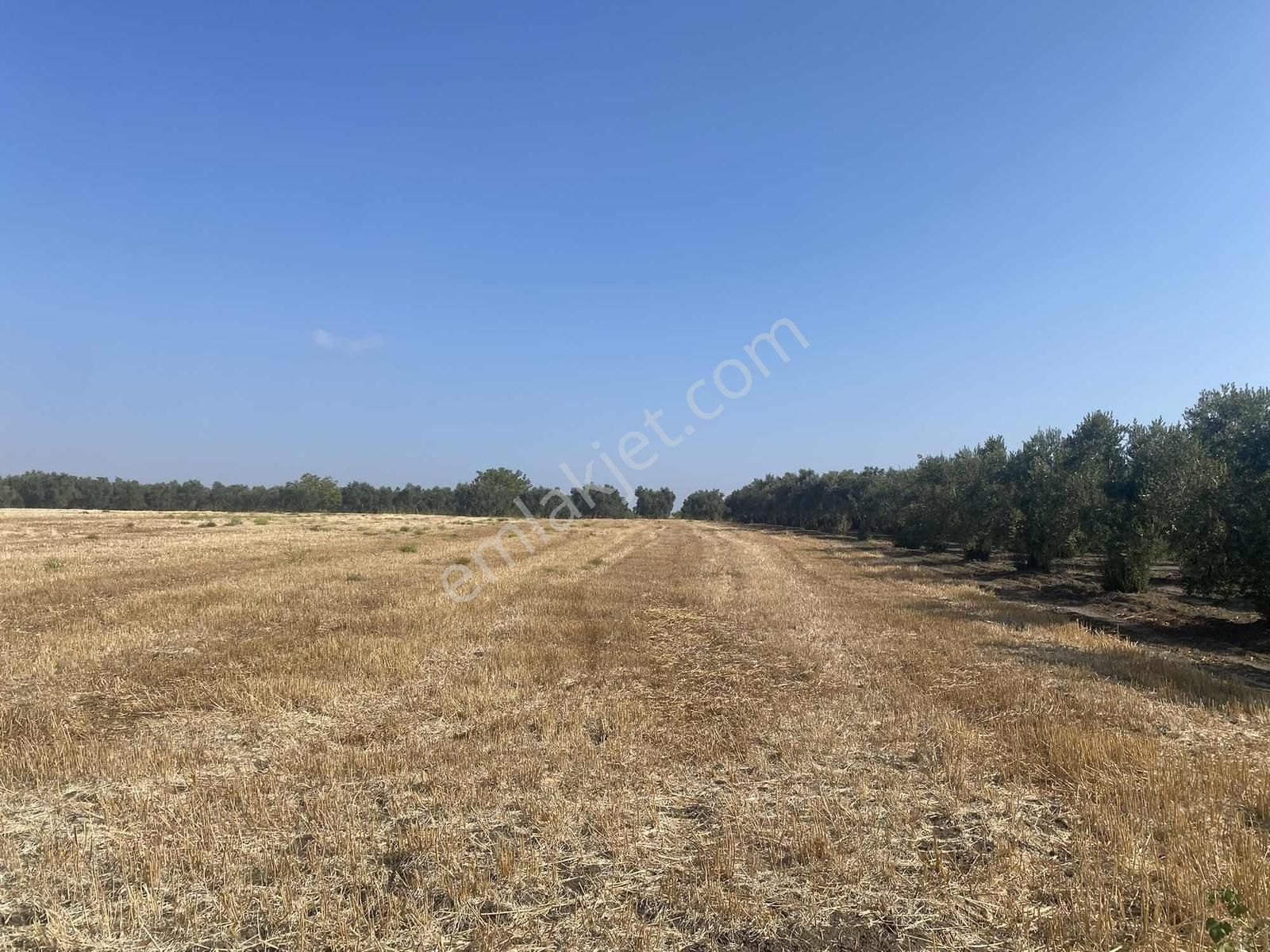 Bursa Karacabey Sultaniye Köye 300 Metre 3 Dönüm Tarla - Görsel 5