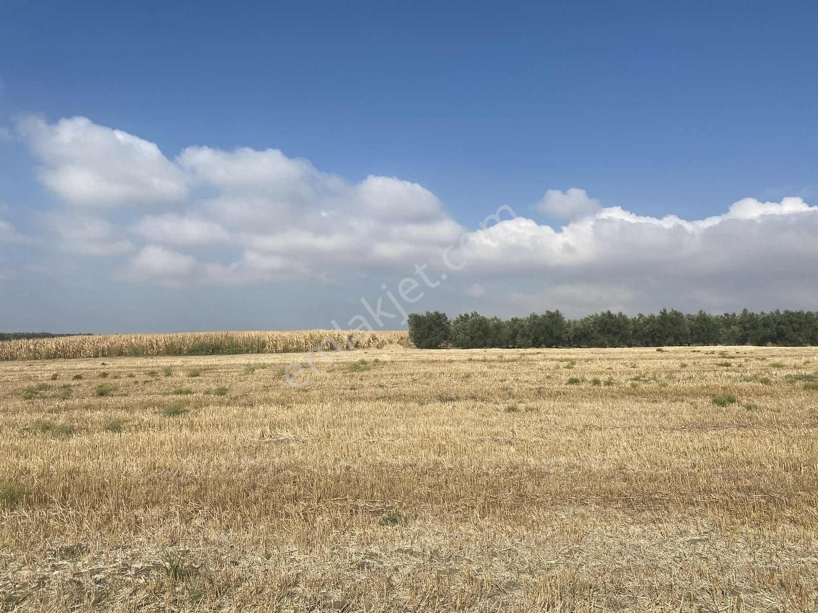 Bursa Karacabey Sultaniye Köye 300 Metre 3 Dönüm Tarla - Görsel 9