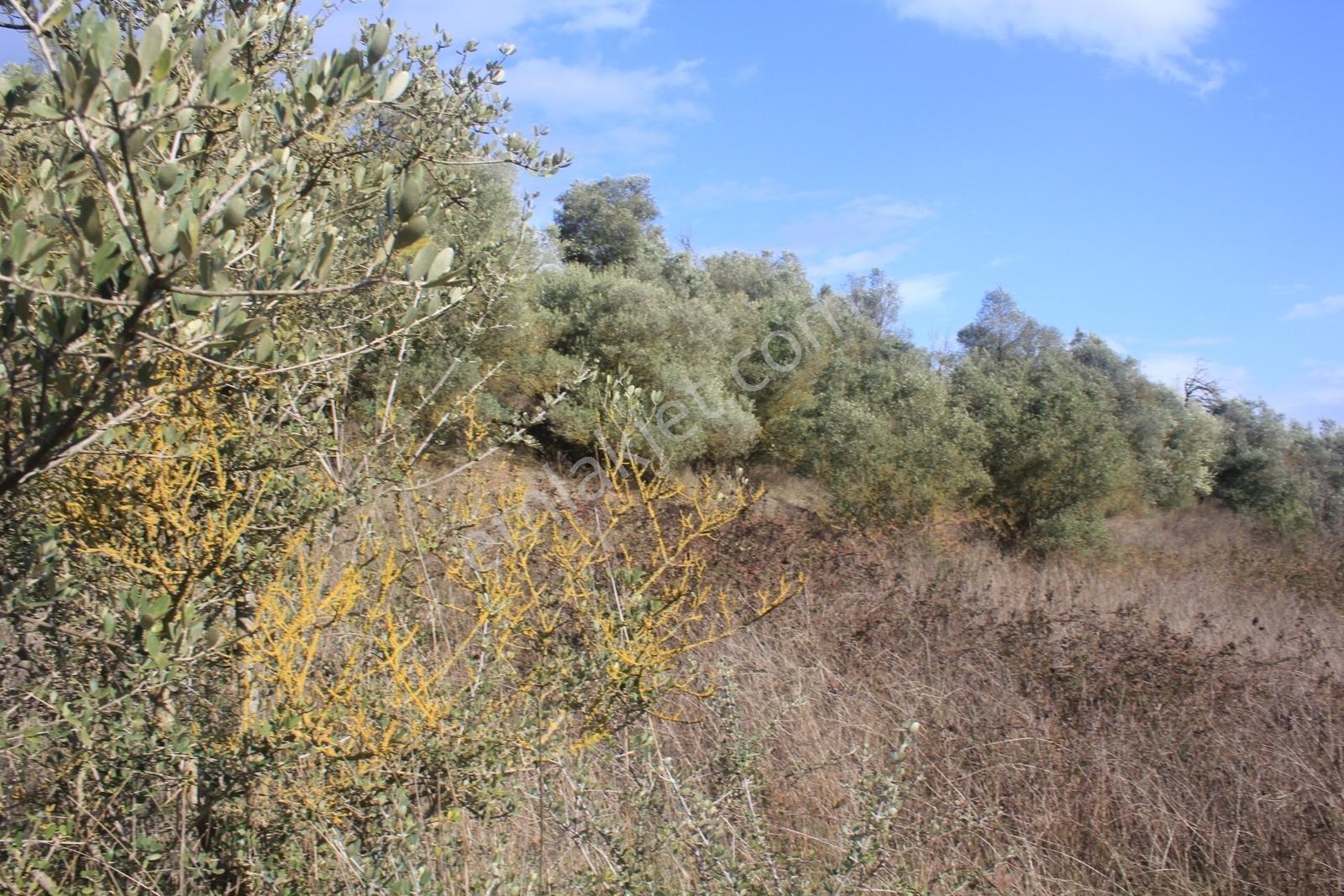 Karacabey Danişment'te Yola Cephe 2600 M2 Yatırımlık Tarla - Görsel 20