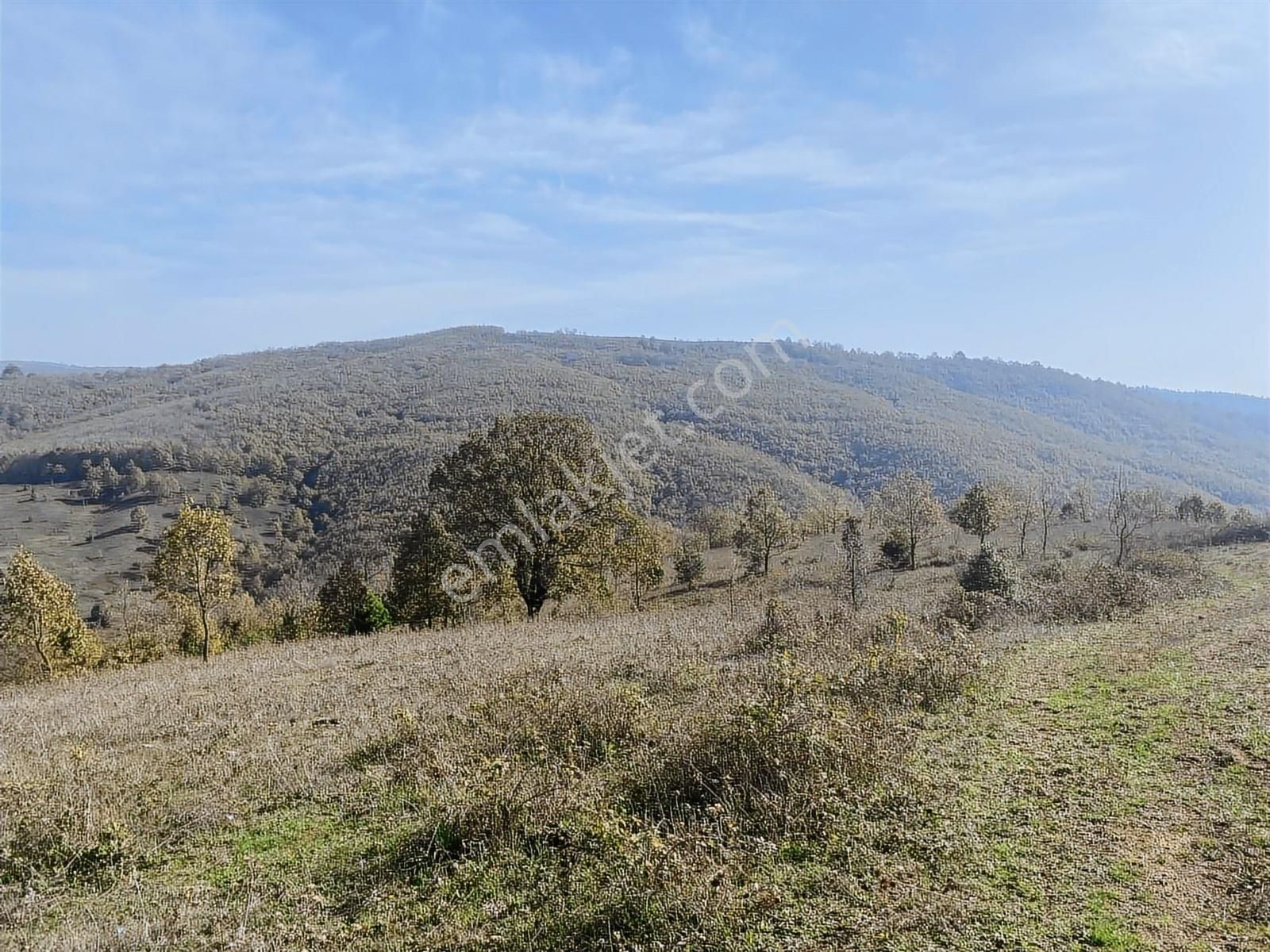 Korubaşı Satılık Tek Tapu Tarla - Görsel 3