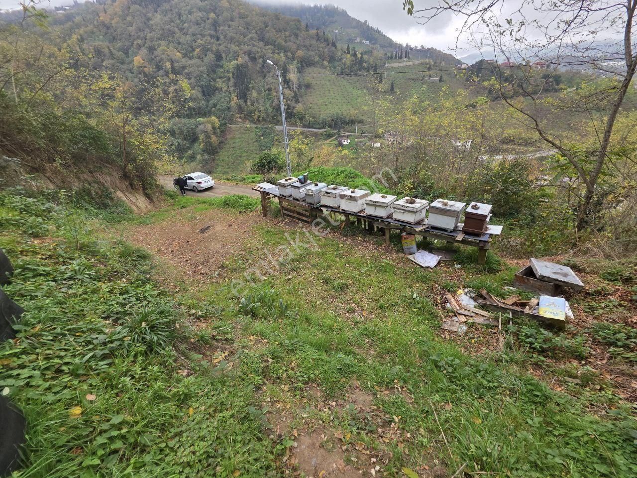 Fırsat - Trabzon Yeşilbük Köyünde Yola Sıfır Arsa - Görsel 5