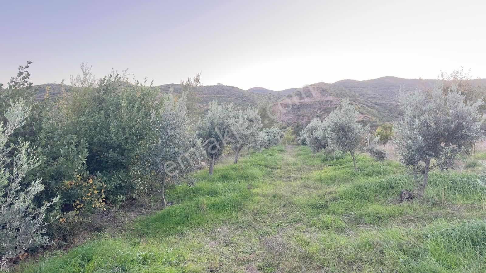 Tur-beylerden Tilkilerde Satılık Hisseli Taksim Sözleşmeli Tarla - Görsel 19