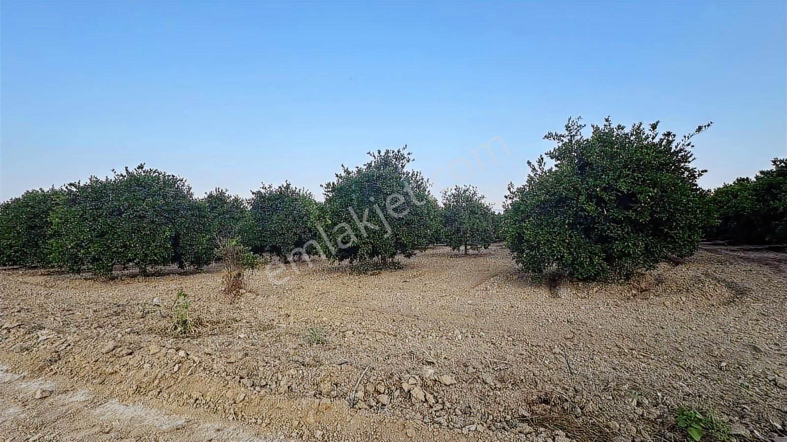 Tur-beylerden Dolbazlarda Mükemmel Konumda Satılık Tarla - Görsel 2