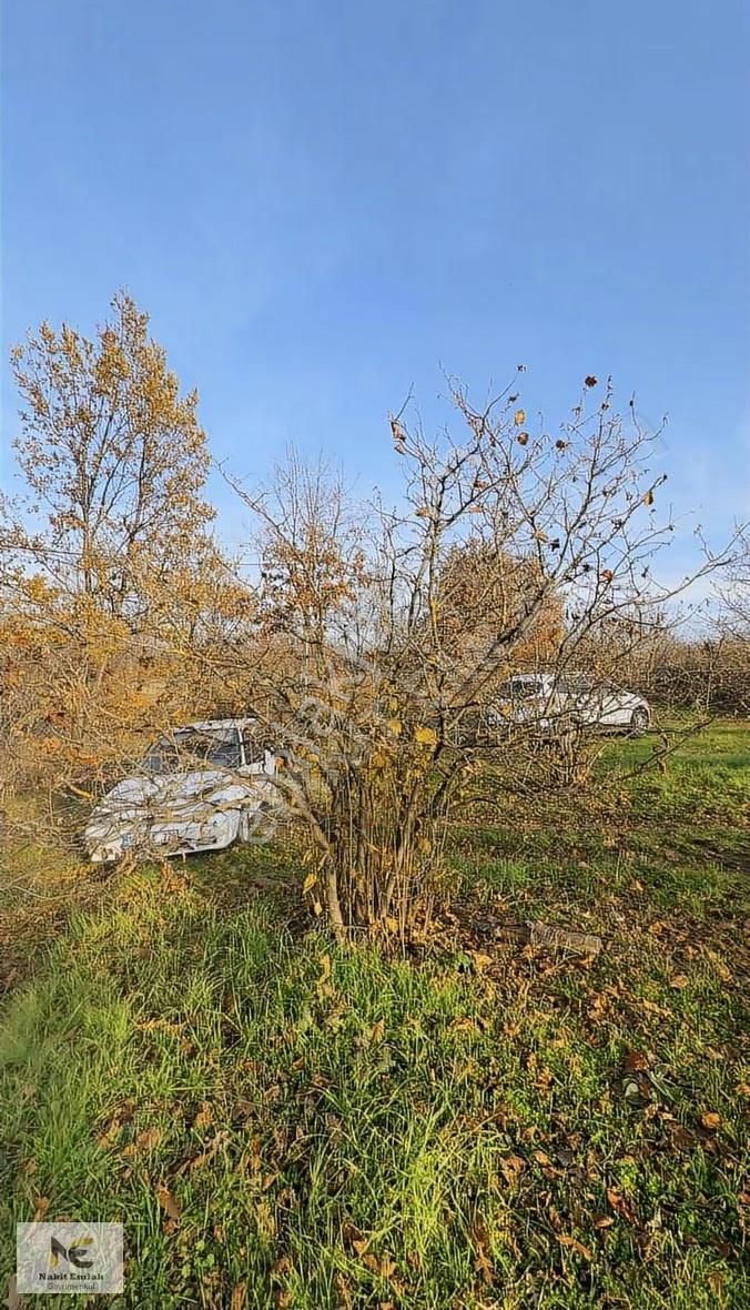 Fırsat Fındık Bahçesi Ev+elektrik+su+yol 11.250m2 Hacıkara'da - Görsel 13