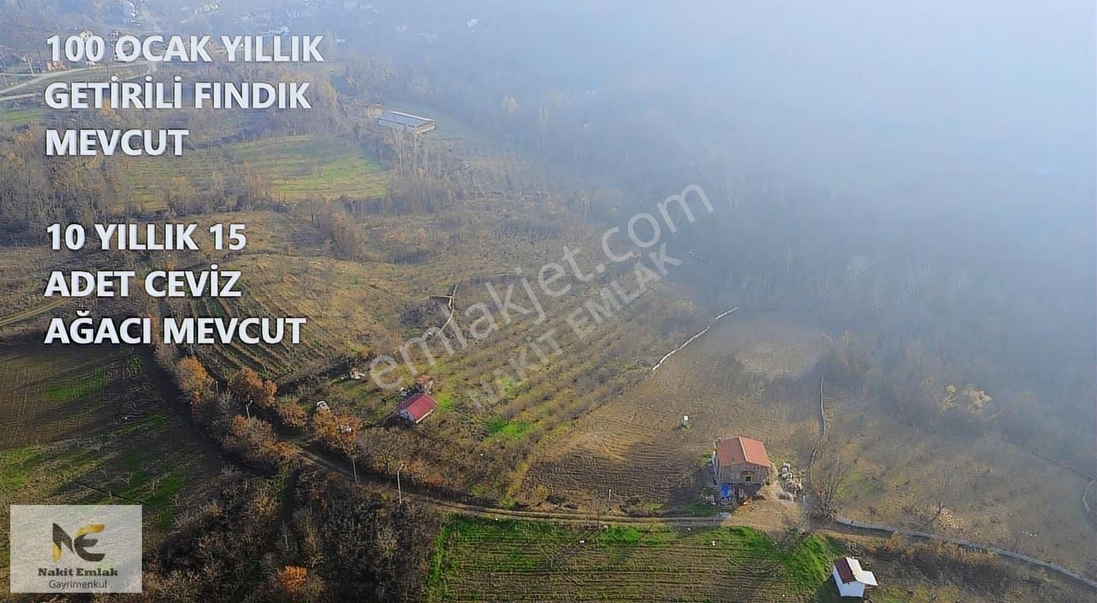 Fırsat Fındık Bahçesi Ev+elektrik+su+yol 11.250m2 Hacıkara'da - Görsel 12