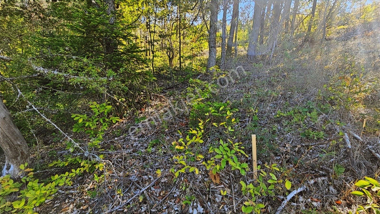 İznik Elmalı'da Köye Yakın / 2,430 M² Tarla ( Araç Takası Olur ) - Görsel 11