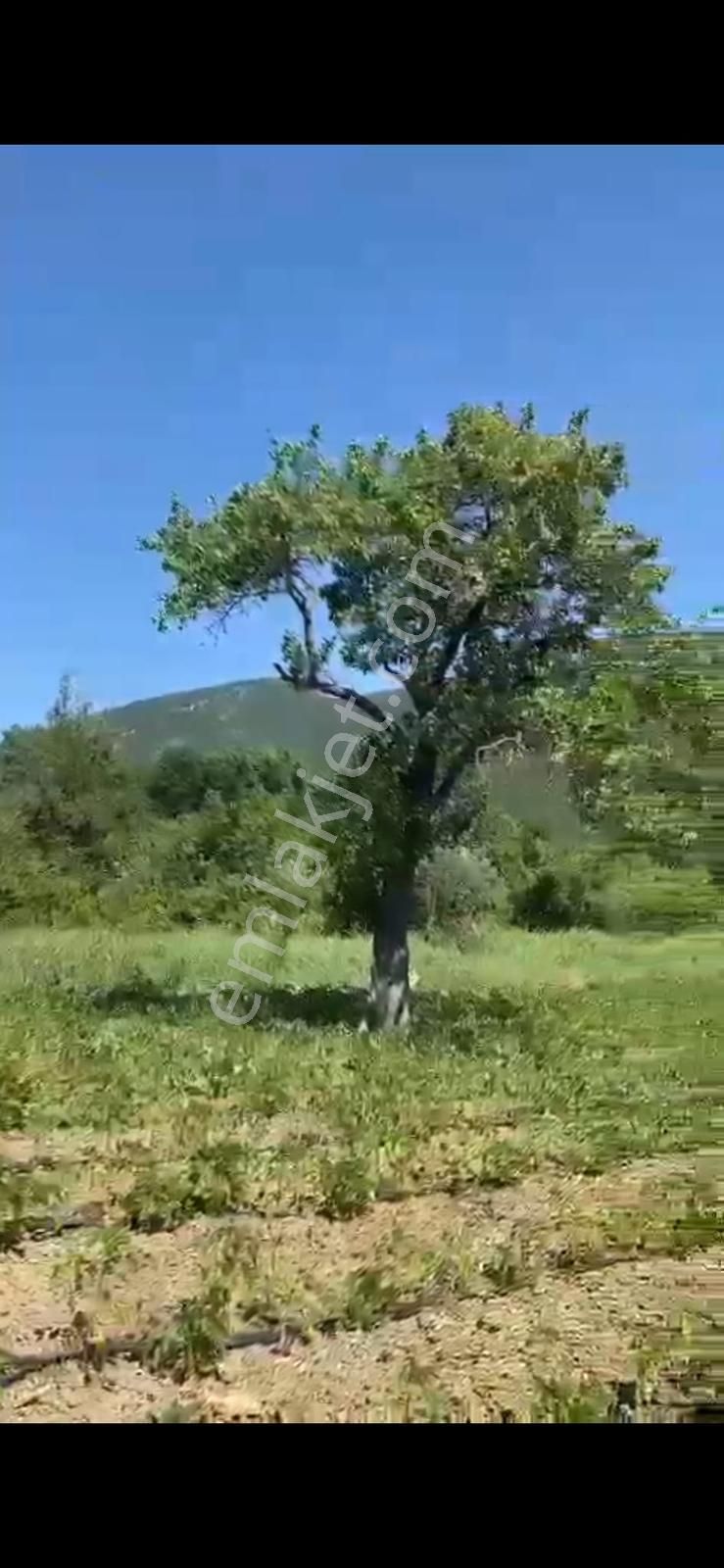 Sakarya Geyve Karacaörende Emsali Yok
