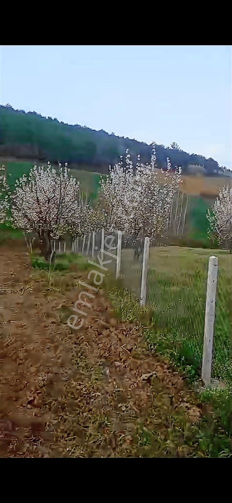 Sakarya Geyve Çukurköy Bağ Bahçe İçinde Hazır Konteyner - Görsel 4
