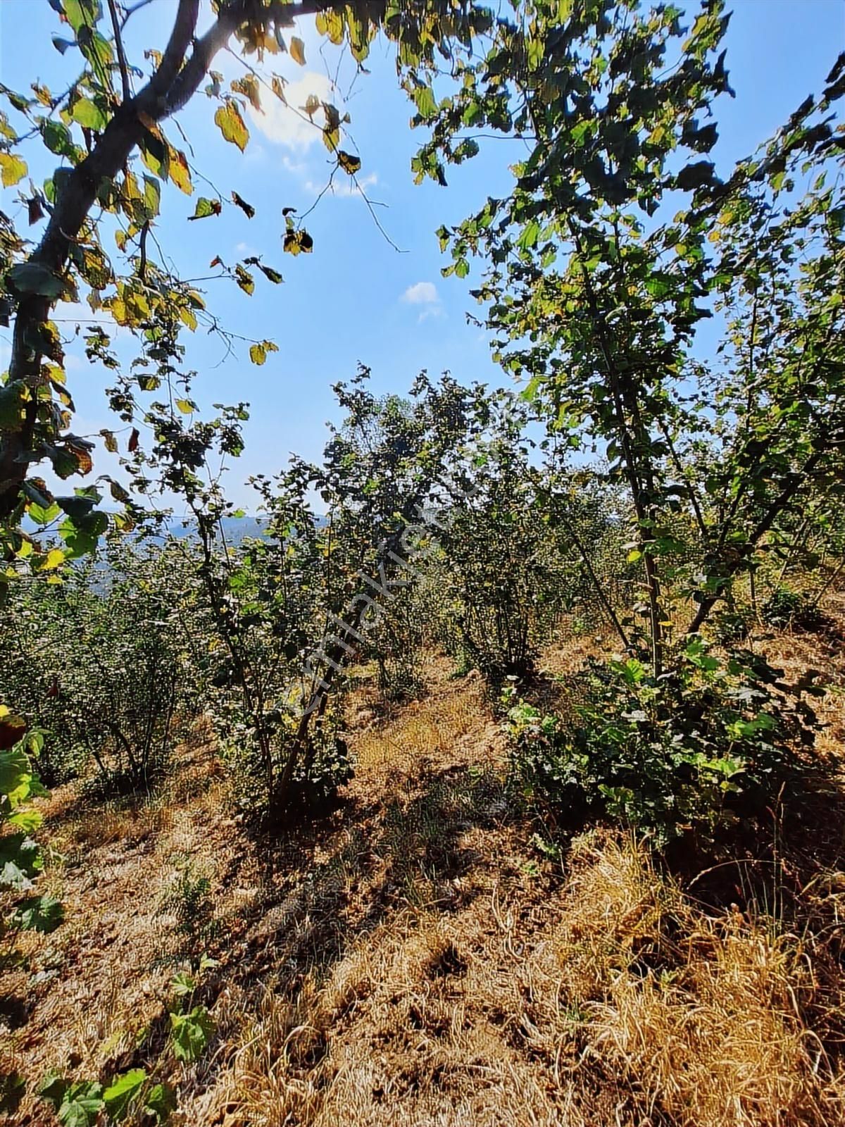 Yeşil Düzce Kadastrol Yolu Olan Fındık Bahçesi - Görsel 3
