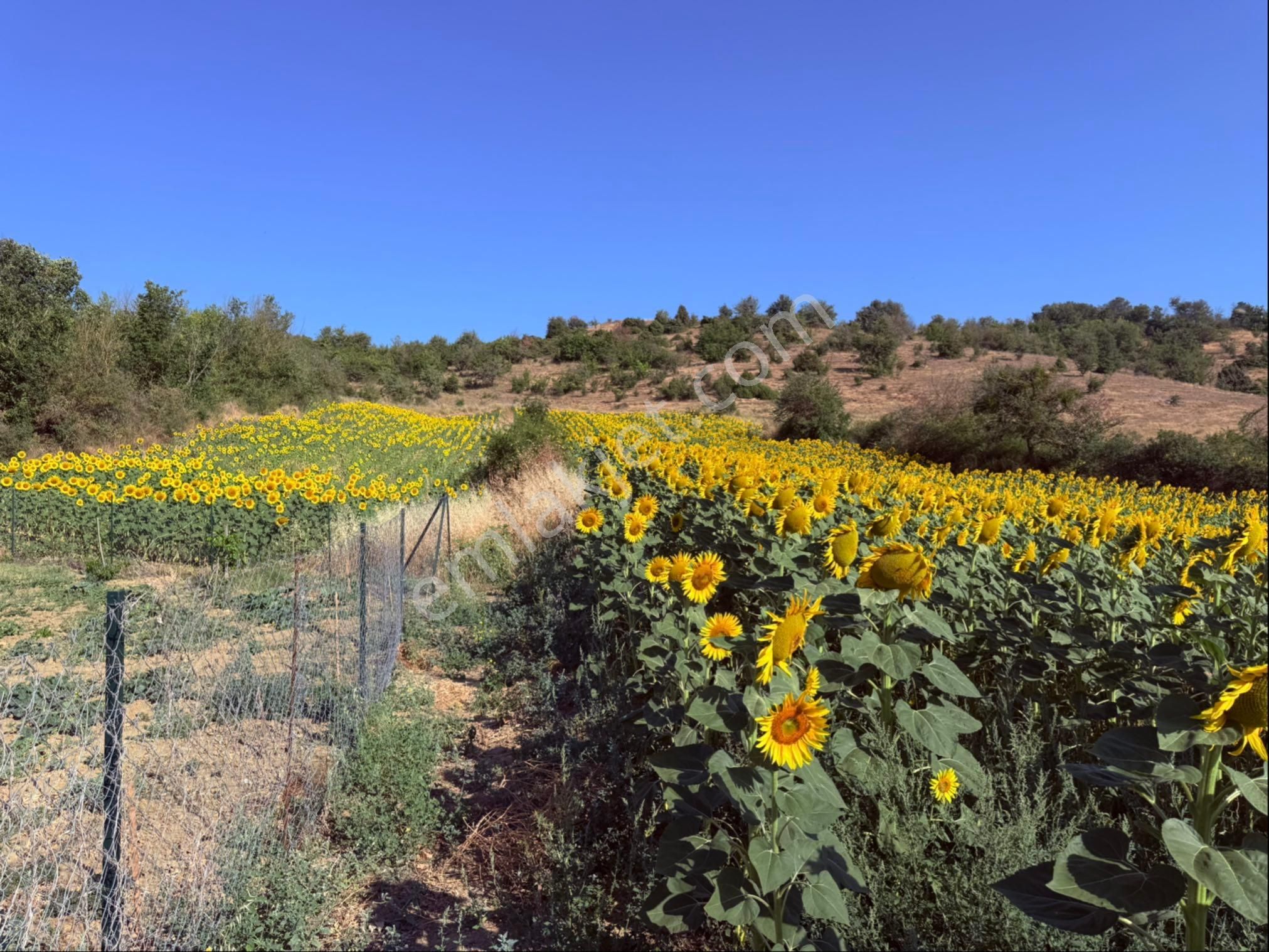 Tekirdağ Semetli Köyü Yola Çeşmeye Yakın 3,5 M2 - Görsel 5