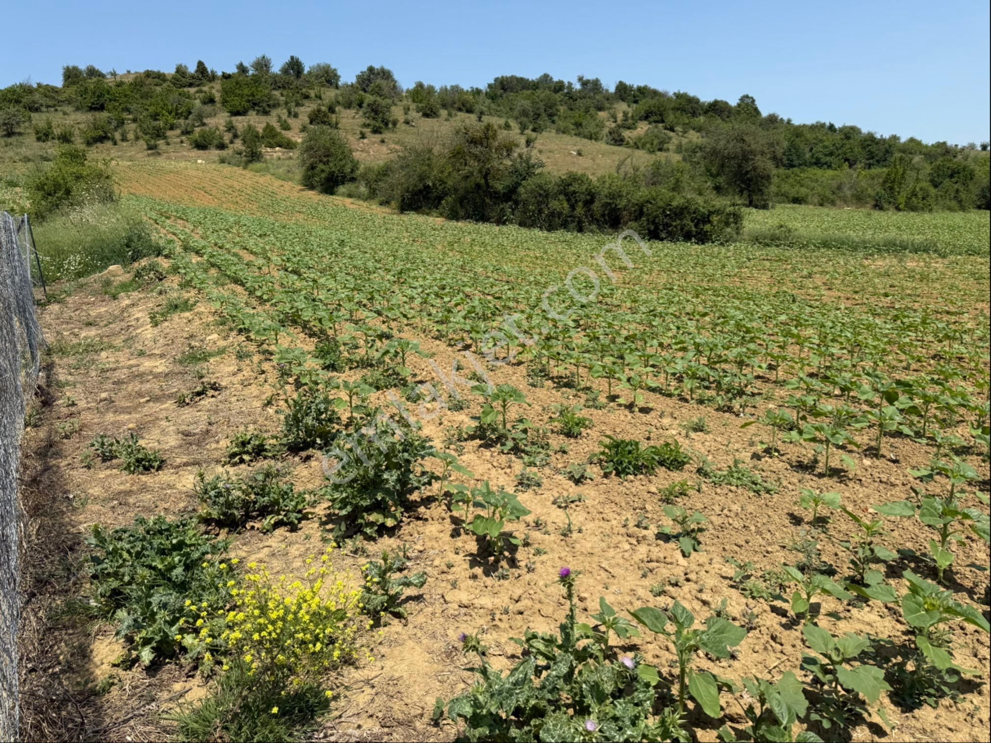 Tekirdağ Semetli Köyü Yola Çeşmeye Yakın 3,5 M2 - Görsel 10