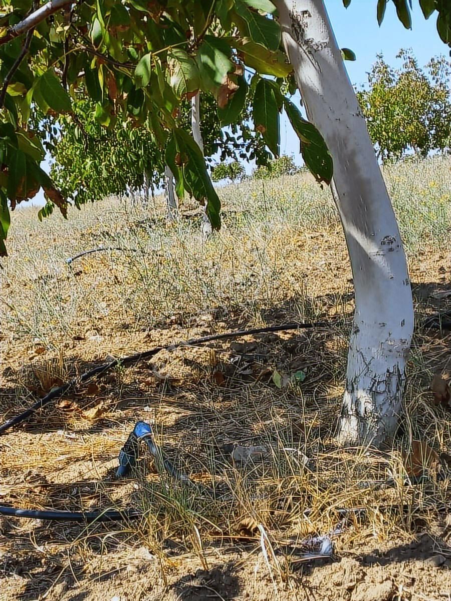 Kırklareli Yoğuntaş Köyün De Etrafı Çevrili Ceviz Bahçesi - Görsel 34
