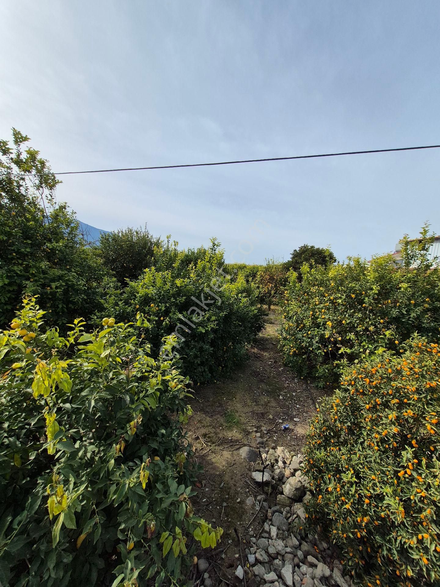 Arsuz Çetellik Mahallesi'nde Satılık Parsel - Görsel 6