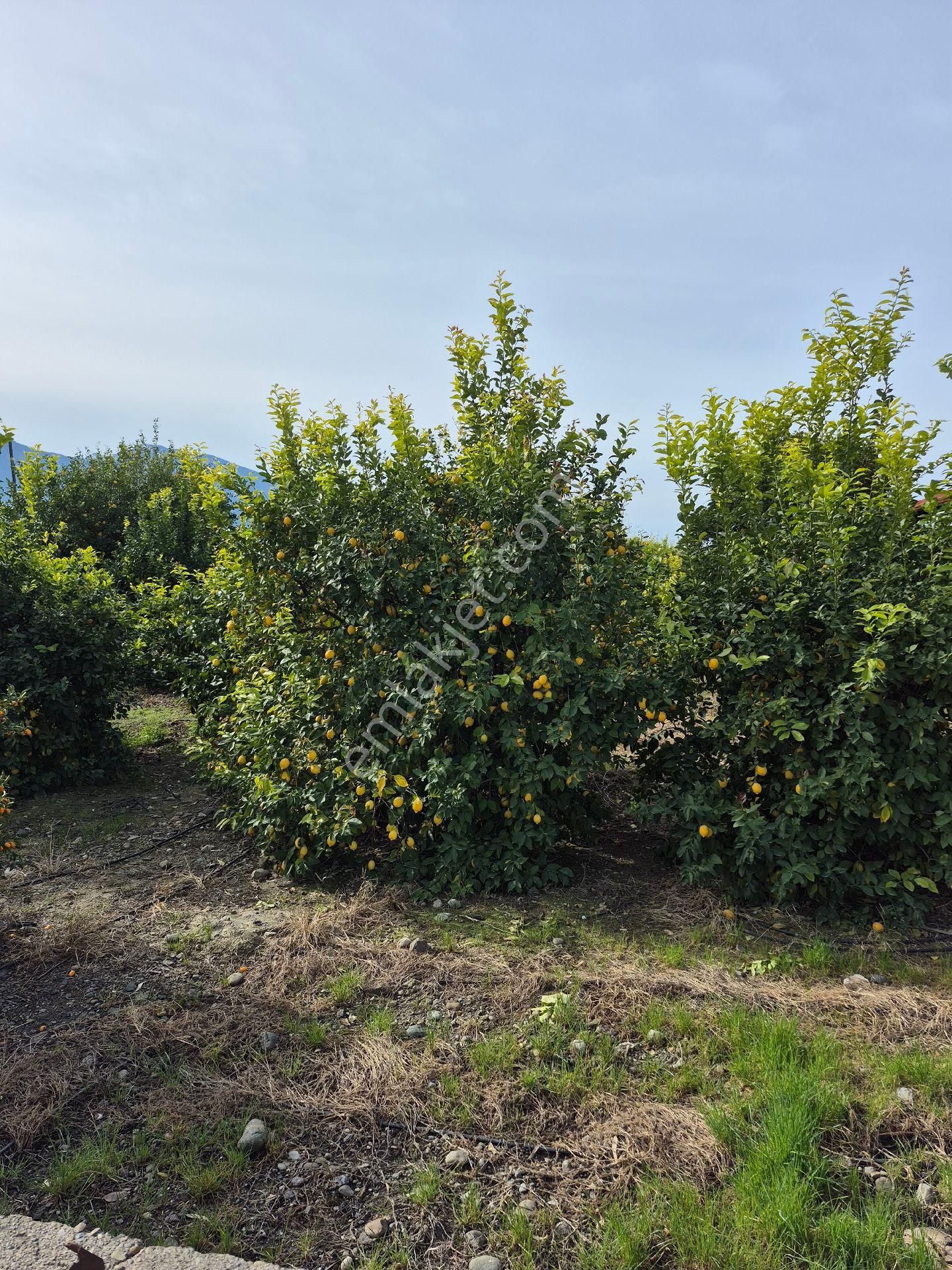 Arsuz Çetellik Mahallesi'nde Satılık Parsel - Görsel 3
