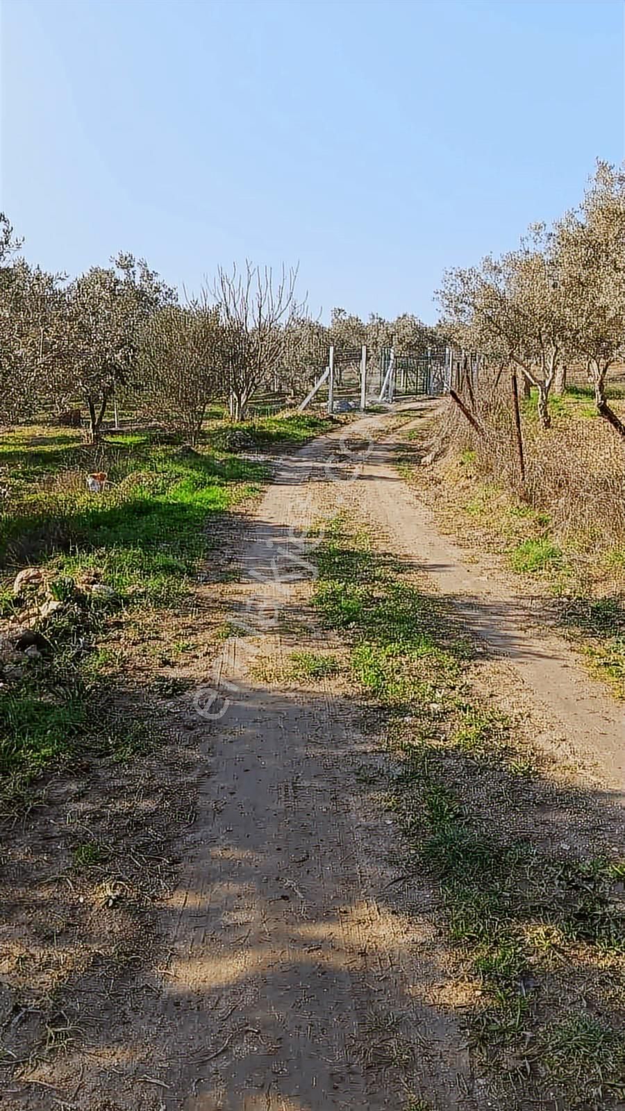 Yeni Bulgurca Mahallesinde 1.058 M2 Muhteşem Zeytinli Tarla - Görsel 6