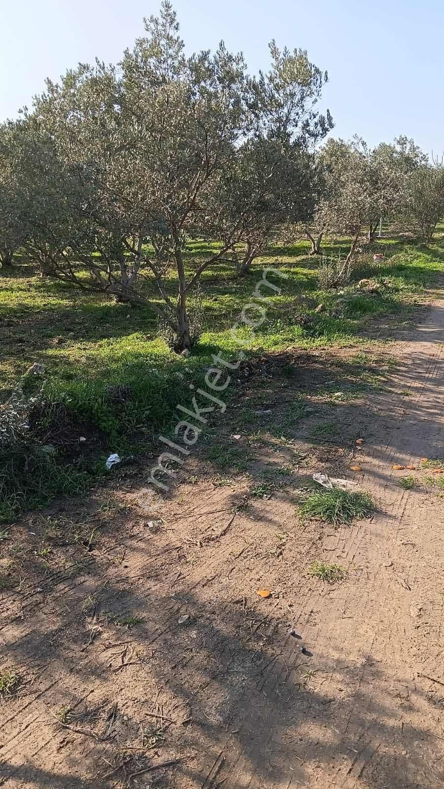 Yeni Bulgurca Mahallesinde 1.058 M2 Muhteşem Zeytinli Tarla - Görsel 8