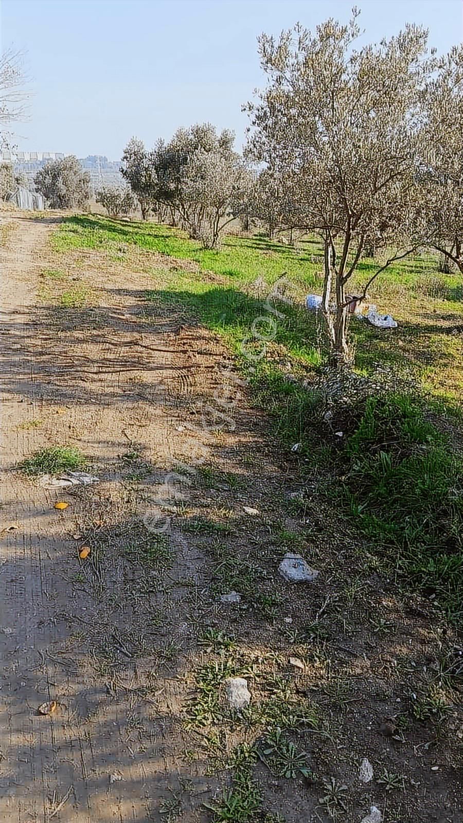 Yeni Bulgurca Mahallesinde 1.058 M2 Muhteşem Zeytinli Tarla - Görsel 5