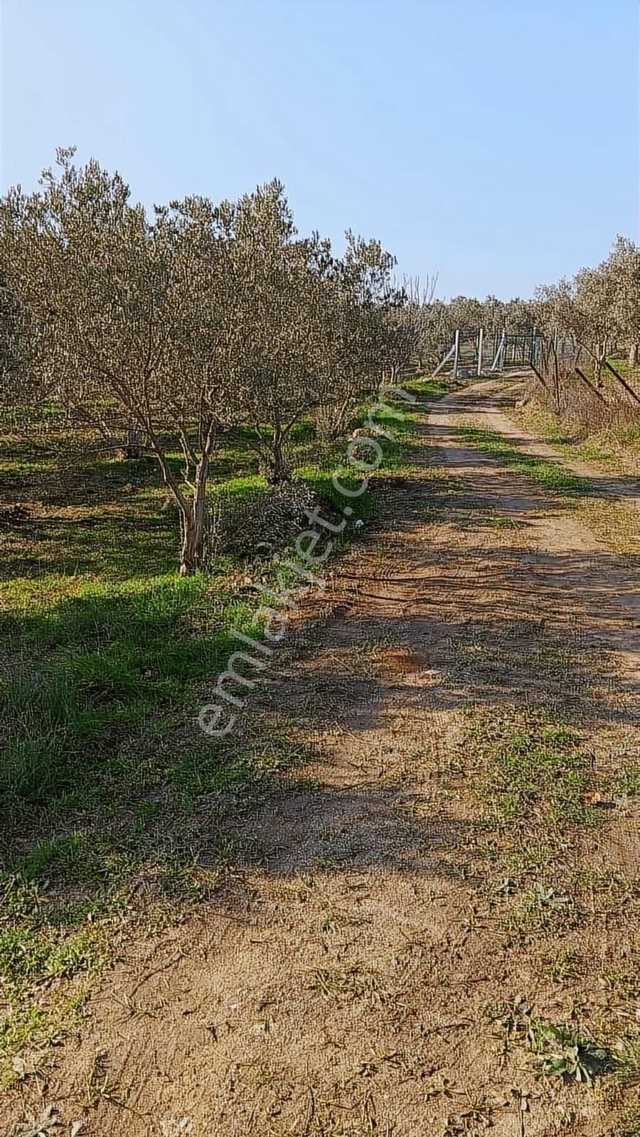 Yeni Bulgurca Mahallesinde 1.058 M2 Muhteşem Zeytinli Tarla - Görsel 10