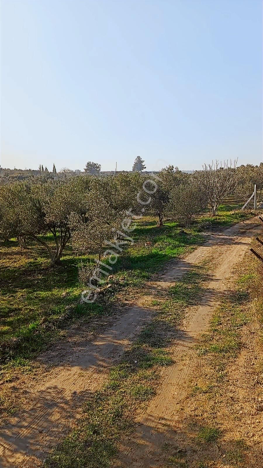 Yeni Bulgurca Mahallesinde 1.058 M2 Muhteşem Zeytinli Tarla - Görsel 2