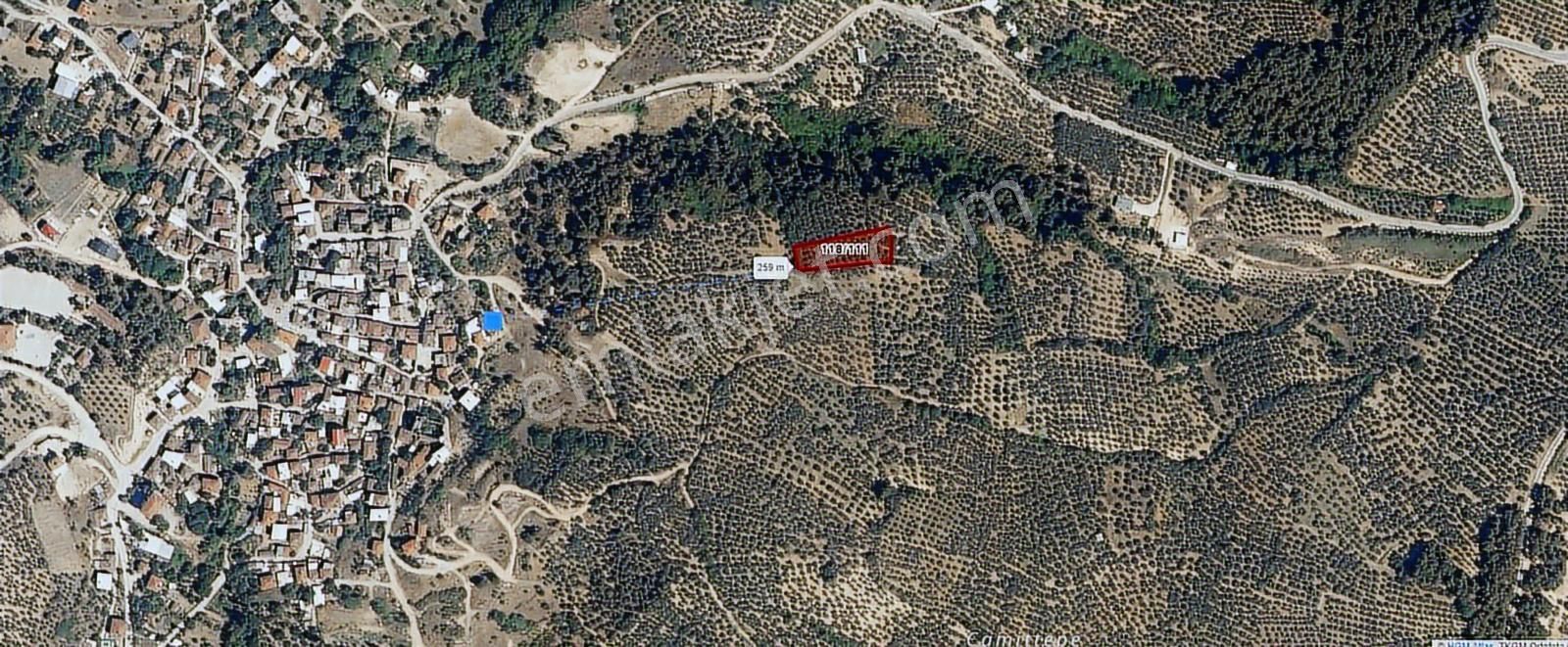 Fırsat - Köye 250 Mt Mesafede Yatırımlık Zeytinlik - Görsel 3