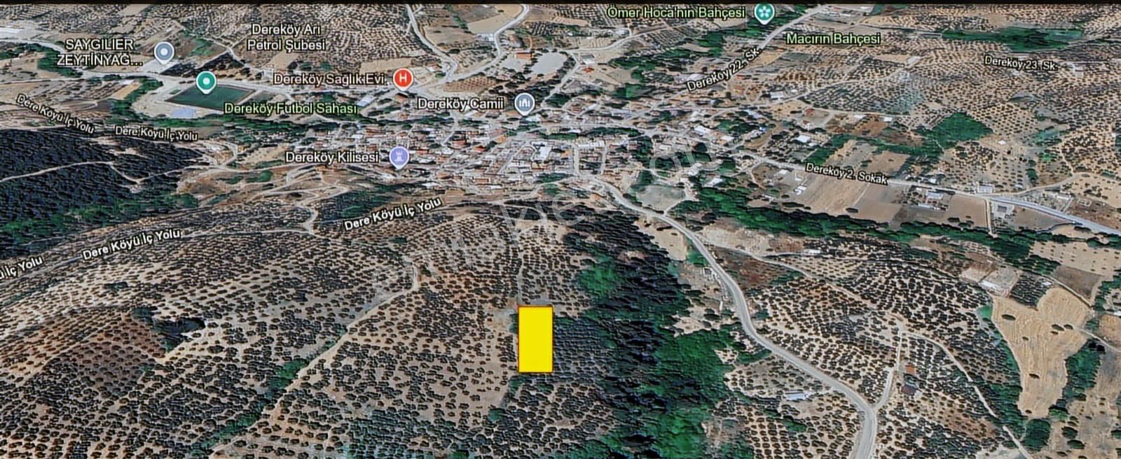 Fırsat - Köye 250 Mt Mesafede Yatırımlık Zeytinlik