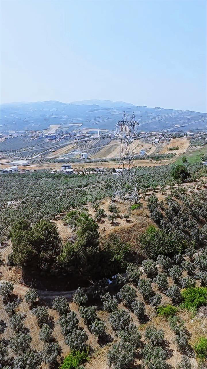 Mürsel'de 4257 M2 Fırsat Arazi