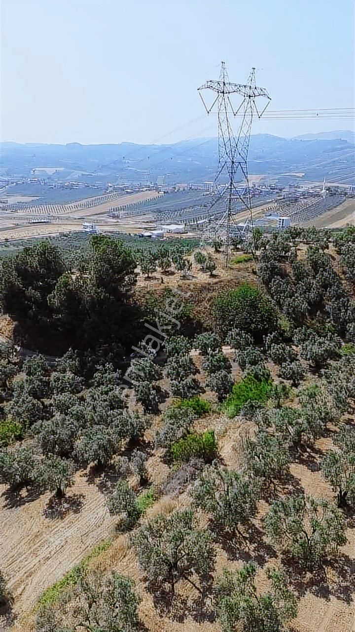 Mürsel'de Fırsat Arazi - Görsel 3