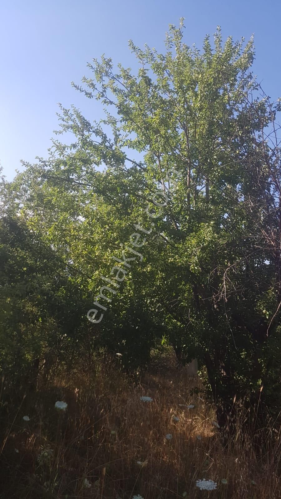 🦋lobby Fortis'ten Satılık Çameli Cumaalanı'nda 722 M² Yatırımlık Elma Bahçesi🦋 - Görsel 9