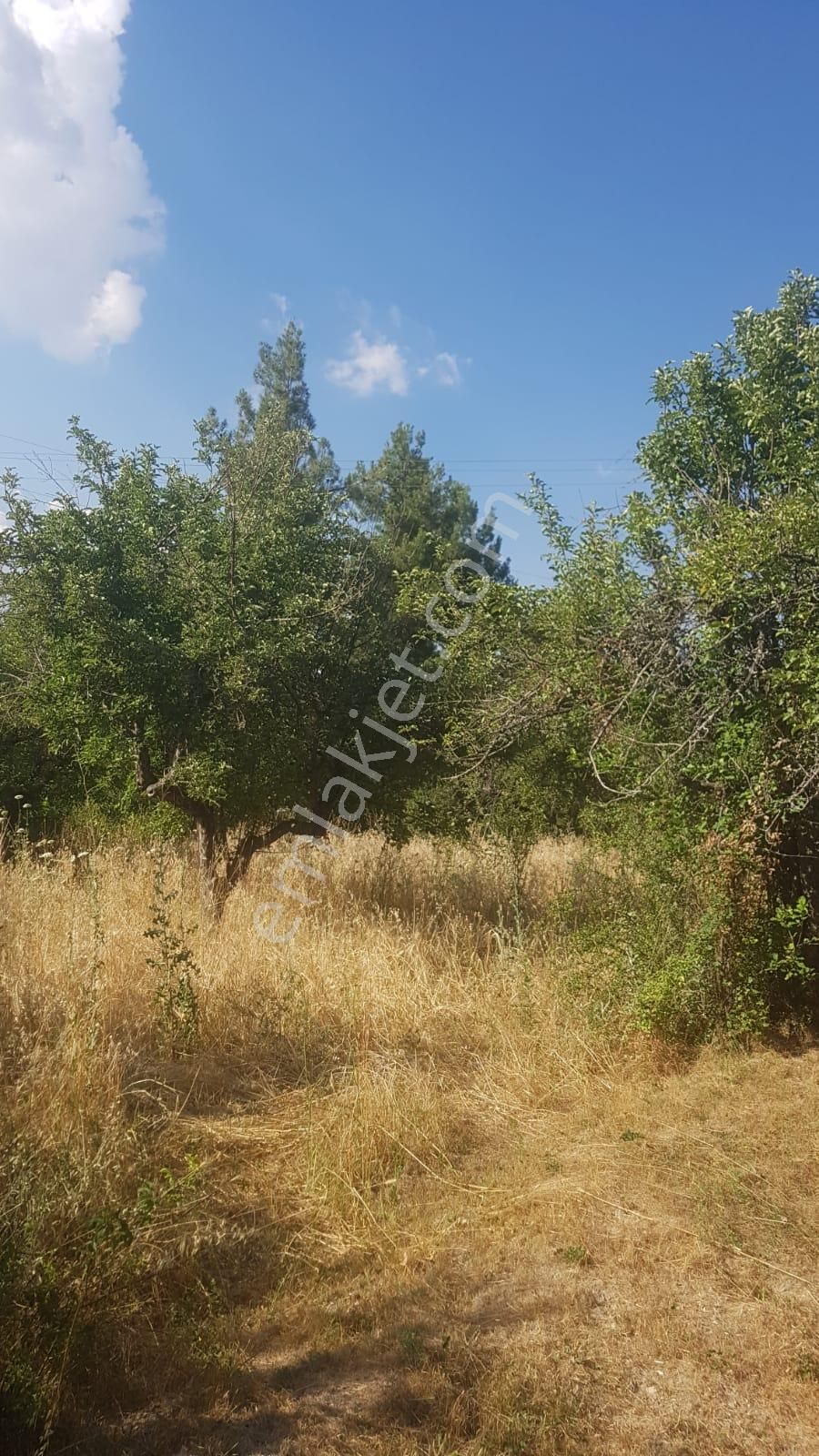 🦋lobby Fortis'ten Satılık Çameli Cumaalanı'nda 722 M² Yatırımlık Elma Bahçesi🦋 - Görsel 7