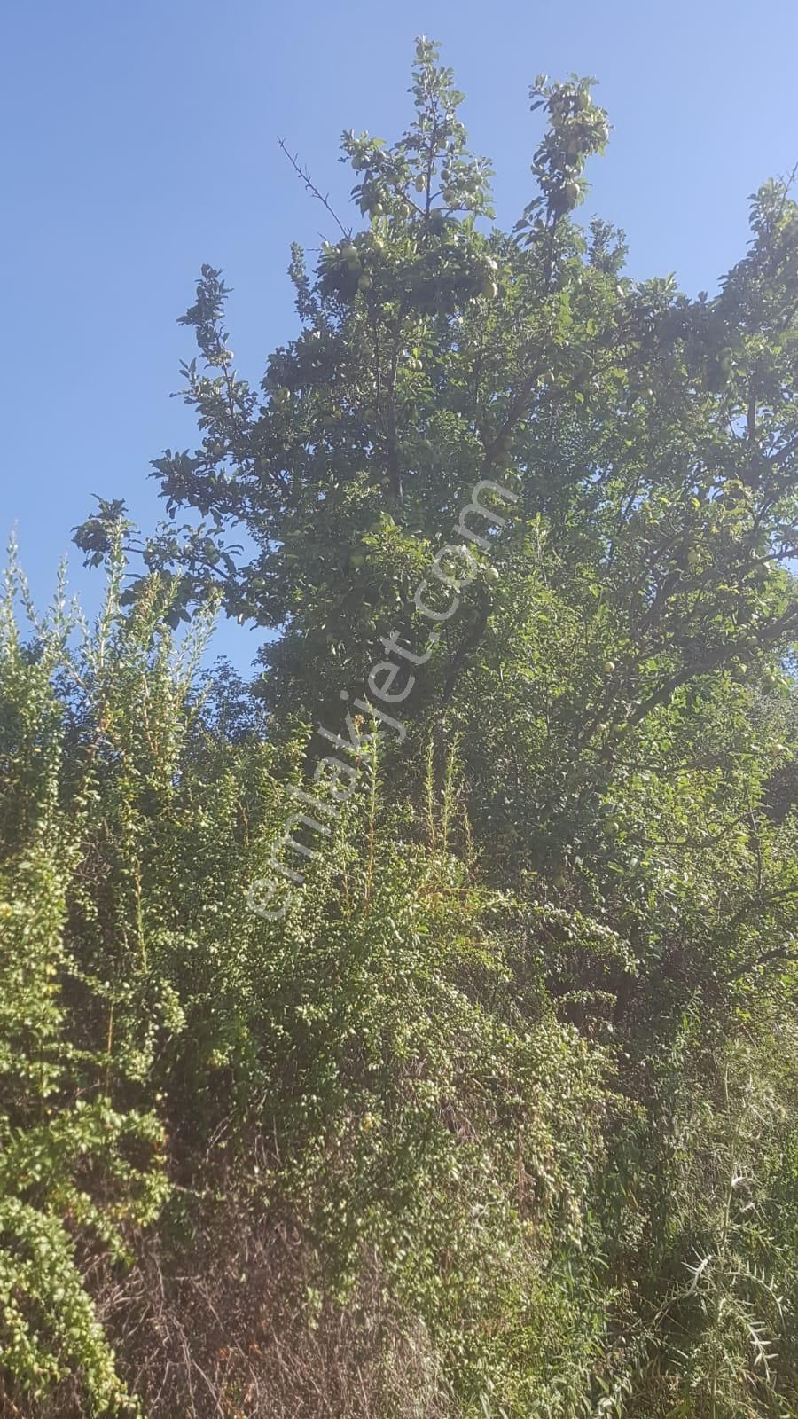 🦋lobby Fortis'ten Satılık Çameli Cumaalanı'nda 722 M² Yatırımlık Elma Bahçesi🦋 - Görsel 5