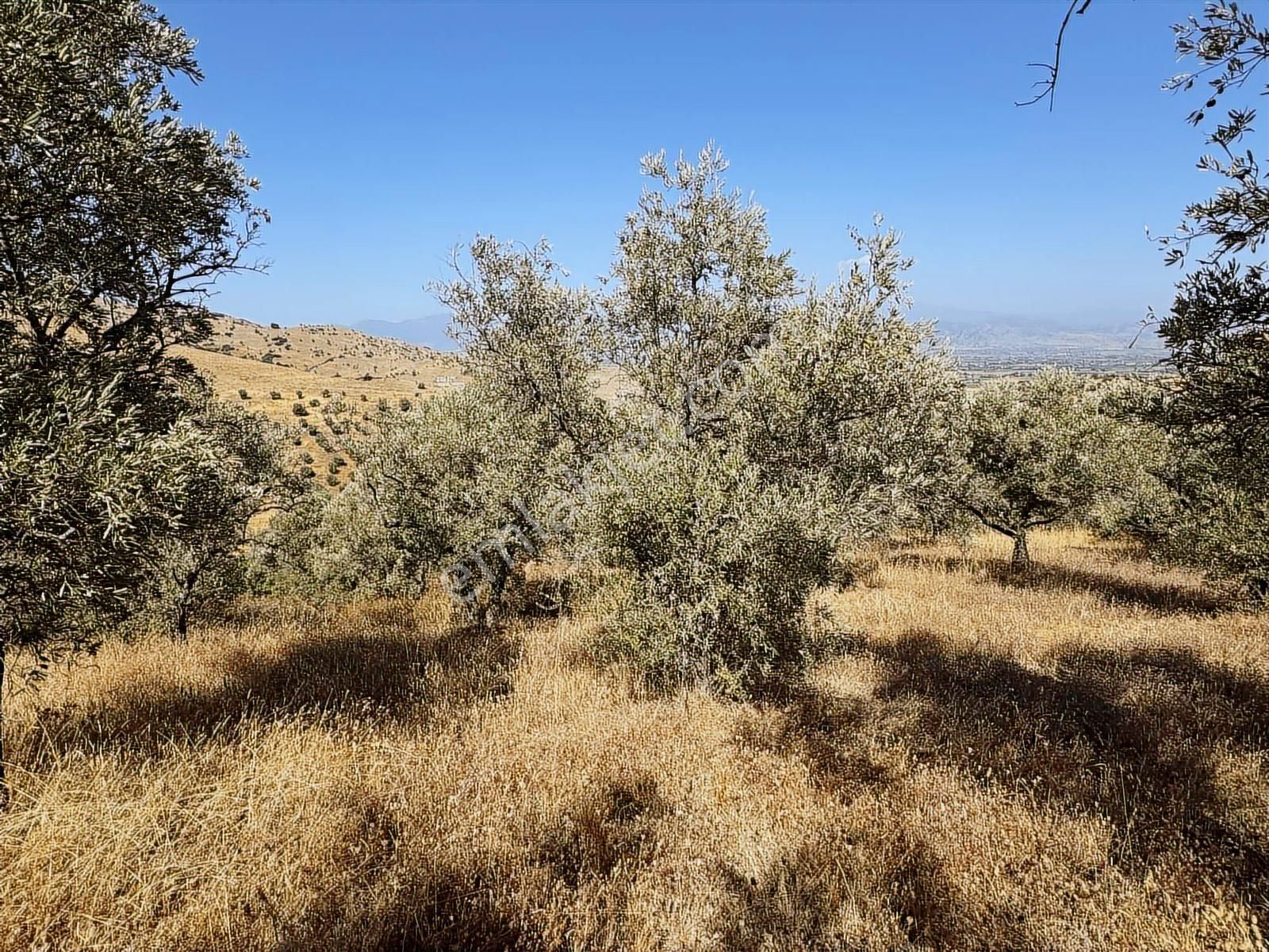 İzmir Ödemiş Bozcayaka 600 M2 Tek Tapu Köye Yakın Ulaşımı Olan - Görsel 27