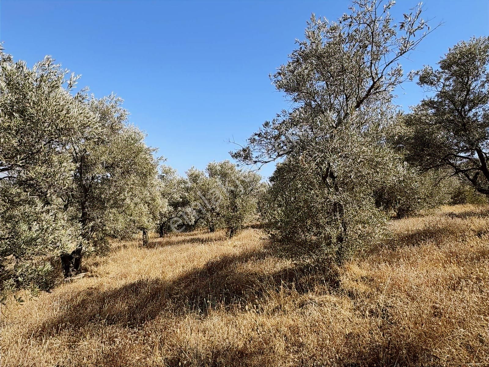 İzmir Ödemiş Bozcayaka 600 M2 Tek Tapu Köye Yakın Ulaşımı Olan - Görsel 22