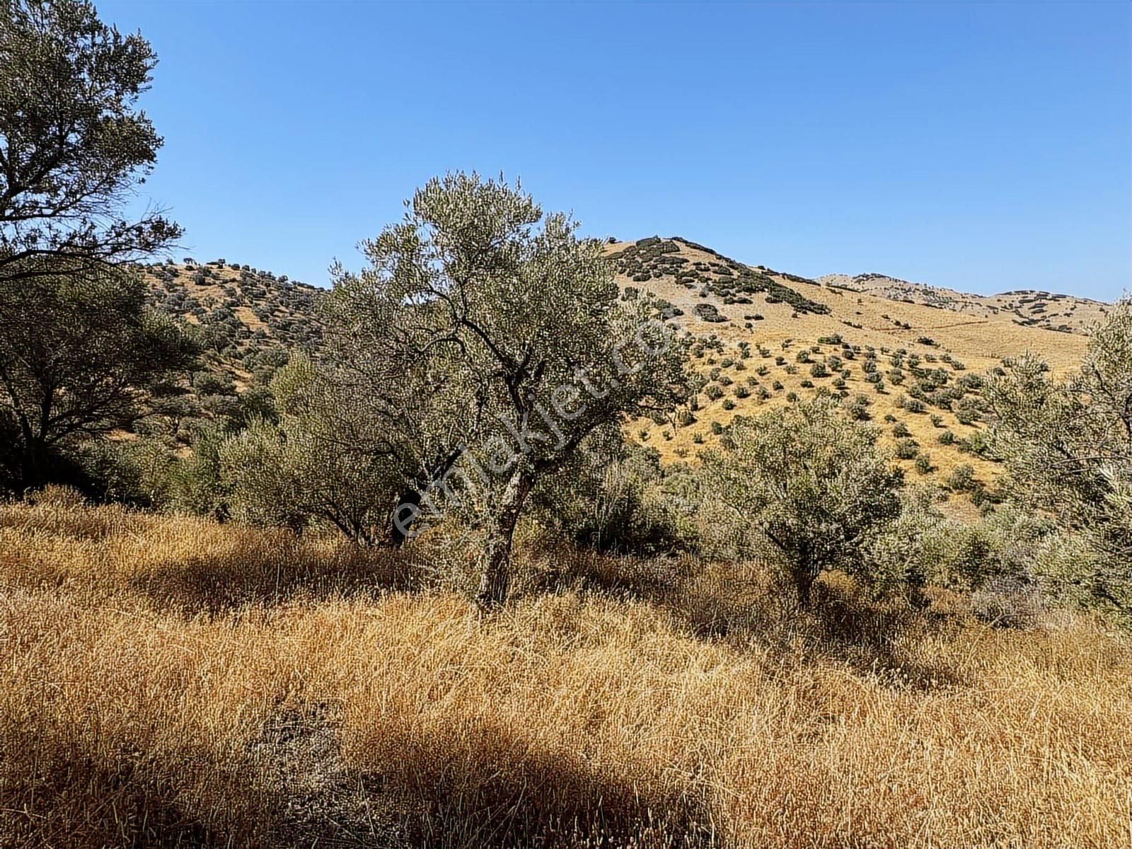 İzmir Ödemiş Bozcayaka 600 M2 Tek Tapu Köye Yakın Ulaşımı Olan - Görsel 10