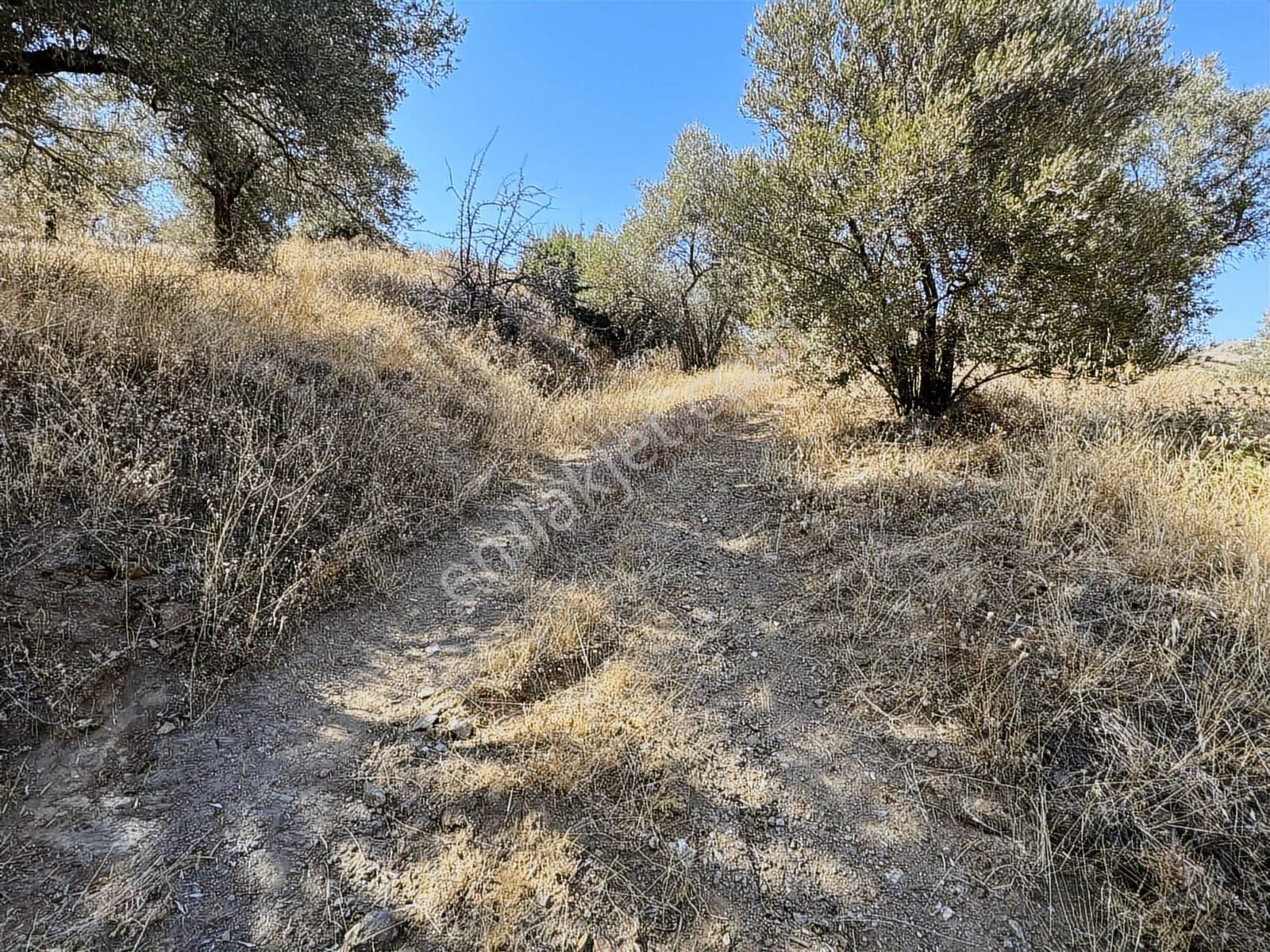 İzmir Ödemiş Bozcayaka 600 M2 Tek Tapu Köye Yakın Ulaşımı Olan - Görsel 30