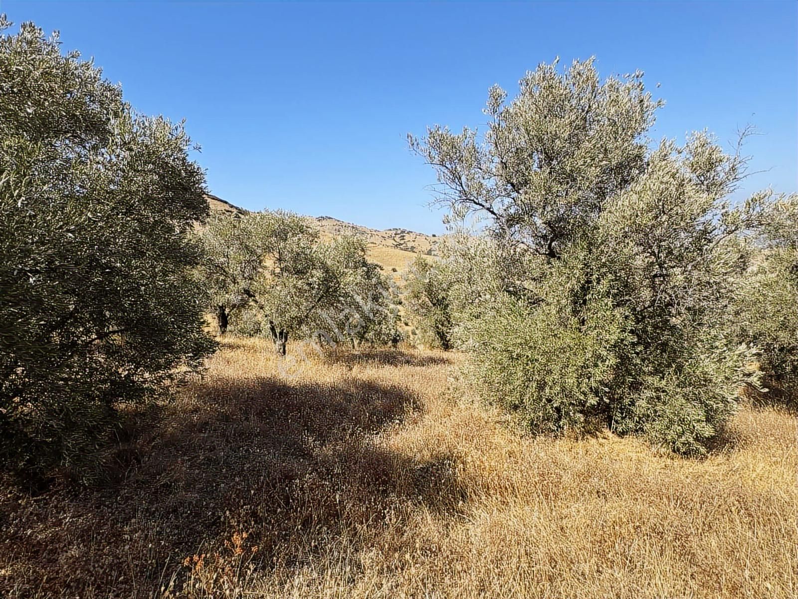 İzmir Ödemiş Bozcayaka 600 M2 Tek Tapu Köye Yakın Ulaşımı Olan - Görsel 17