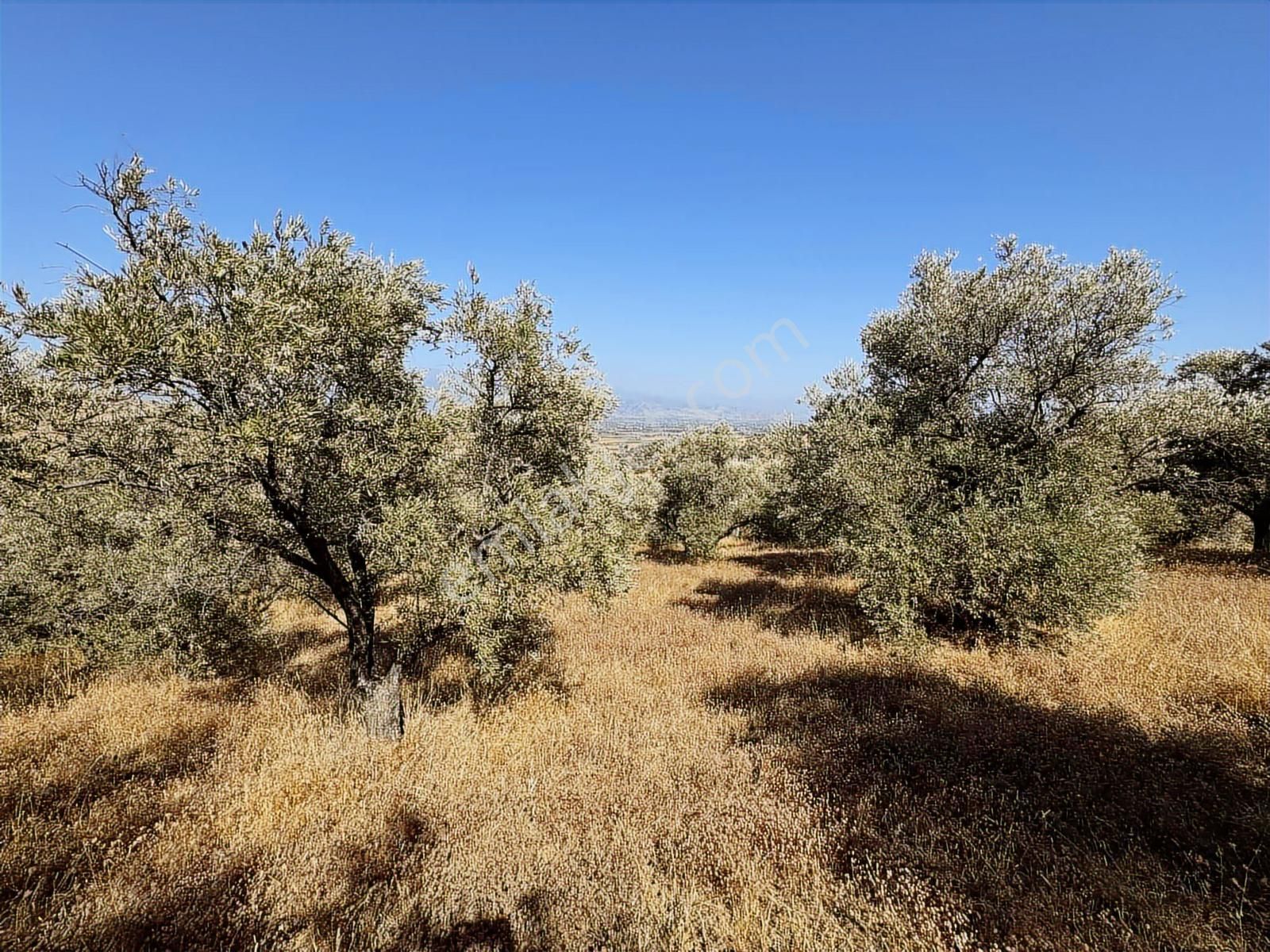 İzmir Ödemiş Bozcayaka 600 M2 Tek Tapu Köye Yakın Ulaşımı Olan - Görsel 29