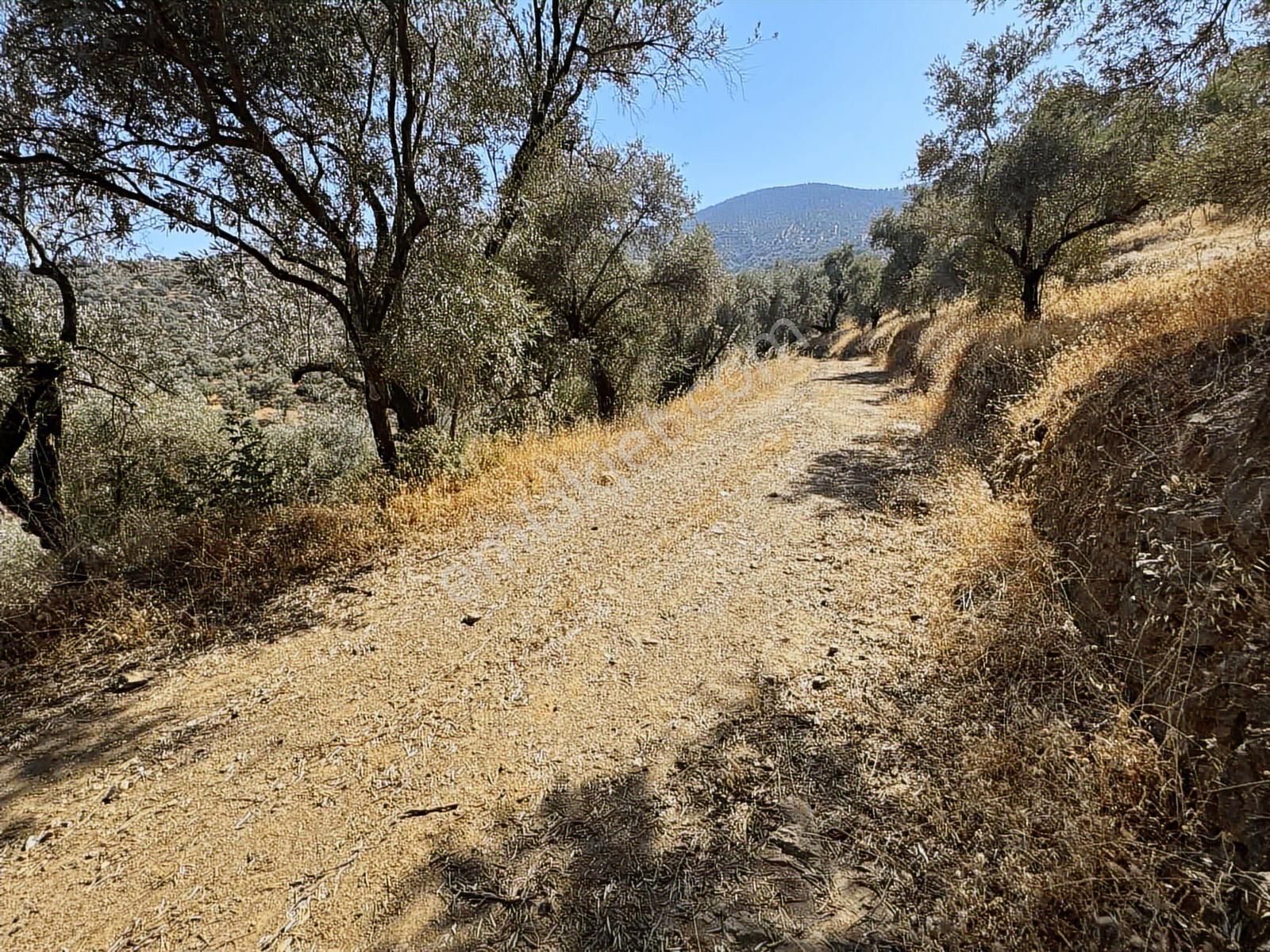 İzmir Ödemiş Bozcayaka 600 M2 Tek Tapu Köye Yakın Ulaşımı Olan - Görsel 12