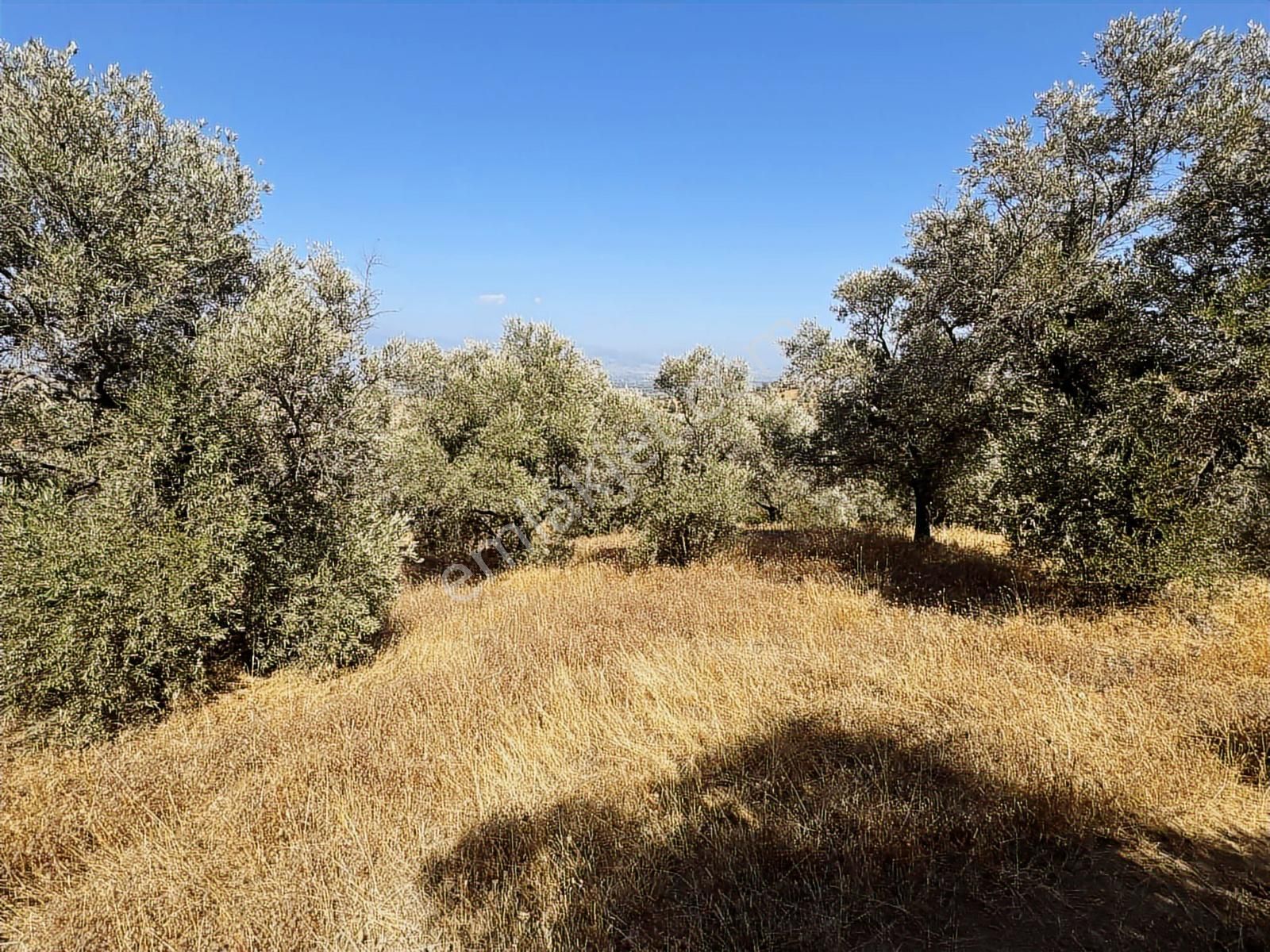 İzmir Ödemiş Bozcayaka 600 M2 Tek Tapu Köye Yakın Ulaşımı Olan - Görsel 8