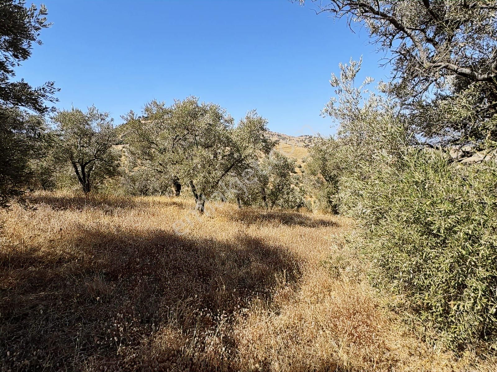 İzmir Ödemiş Bozcayaka 600 M2 Tek Tapu Köye Yakın Ulaşımı Olan - Görsel 12