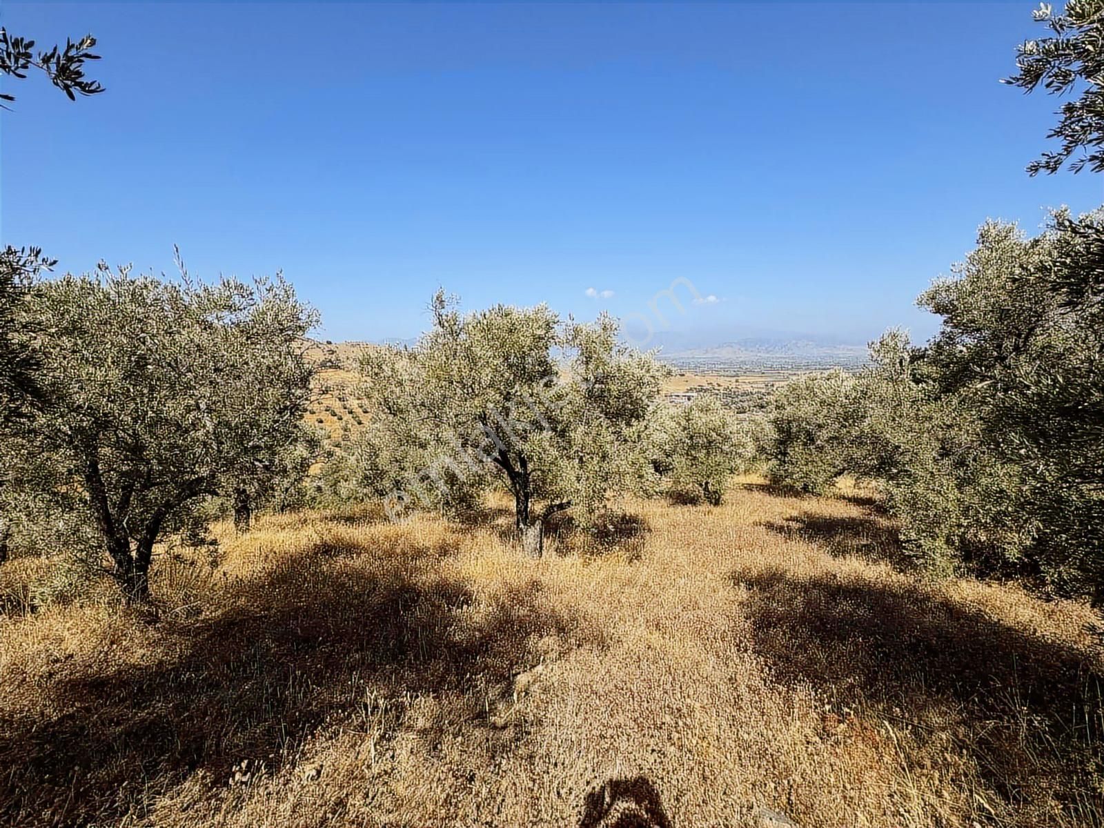 İzmir Ödemiş Bozcayaka 600 M2 Tek Tapu Köye Yakın Ulaşımı Olan - Görsel 11