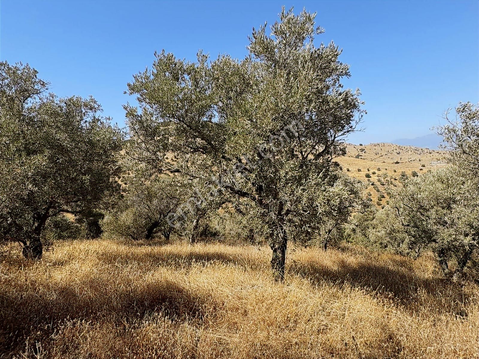 İzmir Ödemiş Bozcayaka 600 M2 Tek Tapu Köye Yakın Ulaşımı Olan - Görsel 9