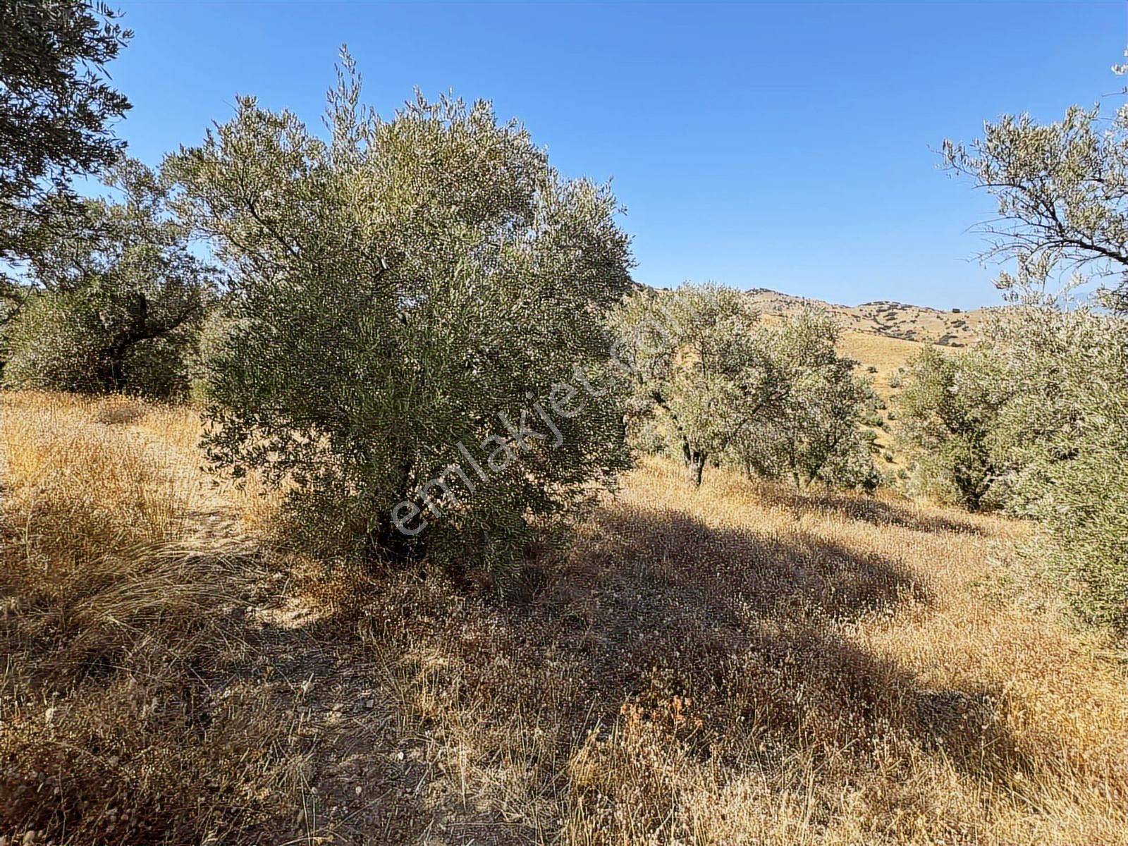 İzmir Ödemiş Bozcayaka 600 M2 Tek Tapu Köye Yakın Ulaşımı Olan - Görsel 16