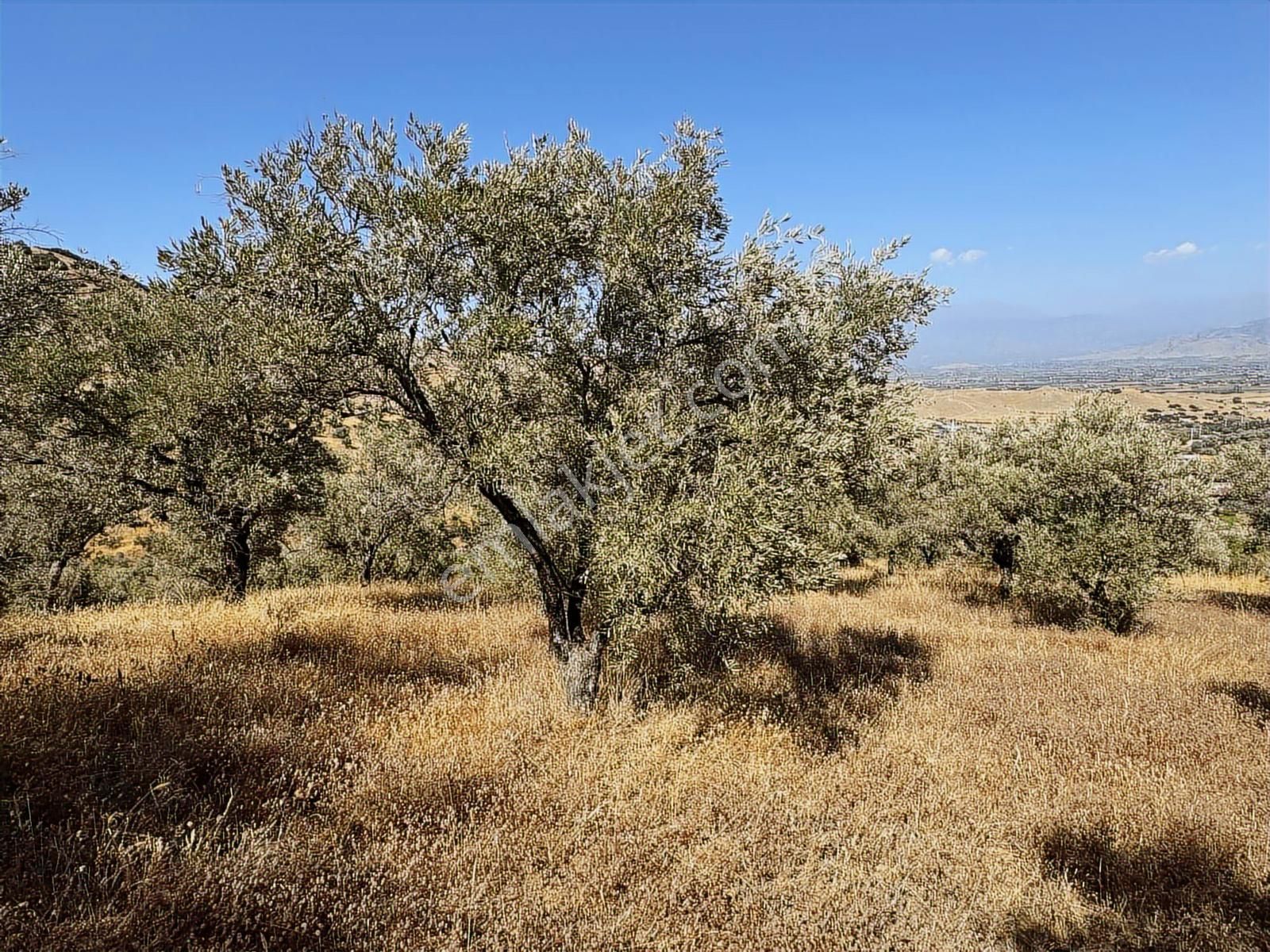 İzmir Ödemiş Bozcayaka 600 M2 Tek Tapu Köye Yakın Ulaşımı Olan - Görsel 28
