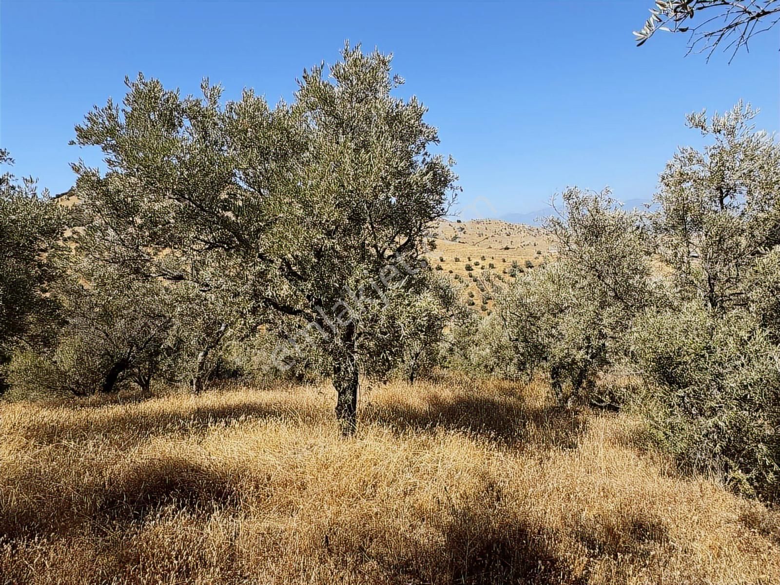 İzmir Ödemiş Bozcayaka 600 M2 Tek Tapu Köye Yakın Ulaşımı Olan - Görsel 30